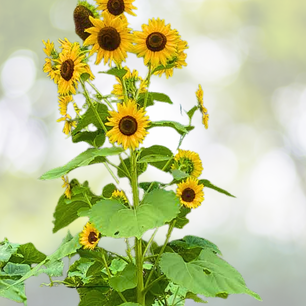 50pcs Multi-Headed Sunflower Seeds - Rare Garden Blooms - Helianthus annuus