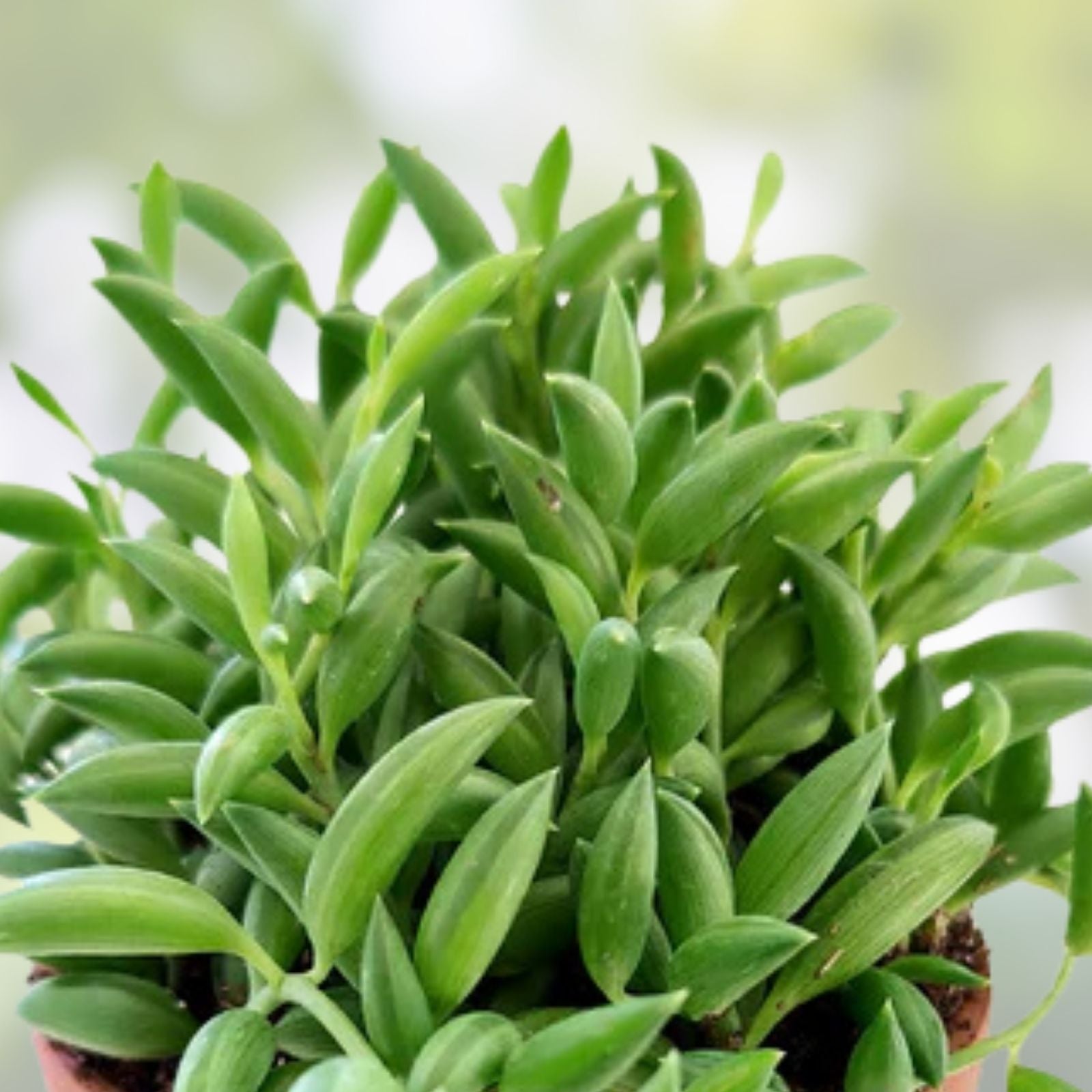 String of Bananas Cuttings 4-6" Succulent Plant Senecio radicans - 6 Healthy Propagation Clippings for Decor
