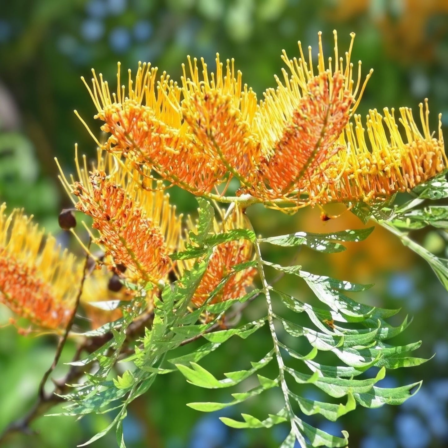 Silky Oak Tree Seeds 30 Pack - Grevillea robusta - Tropical Fast-Growing Ornamental Tree for Planting