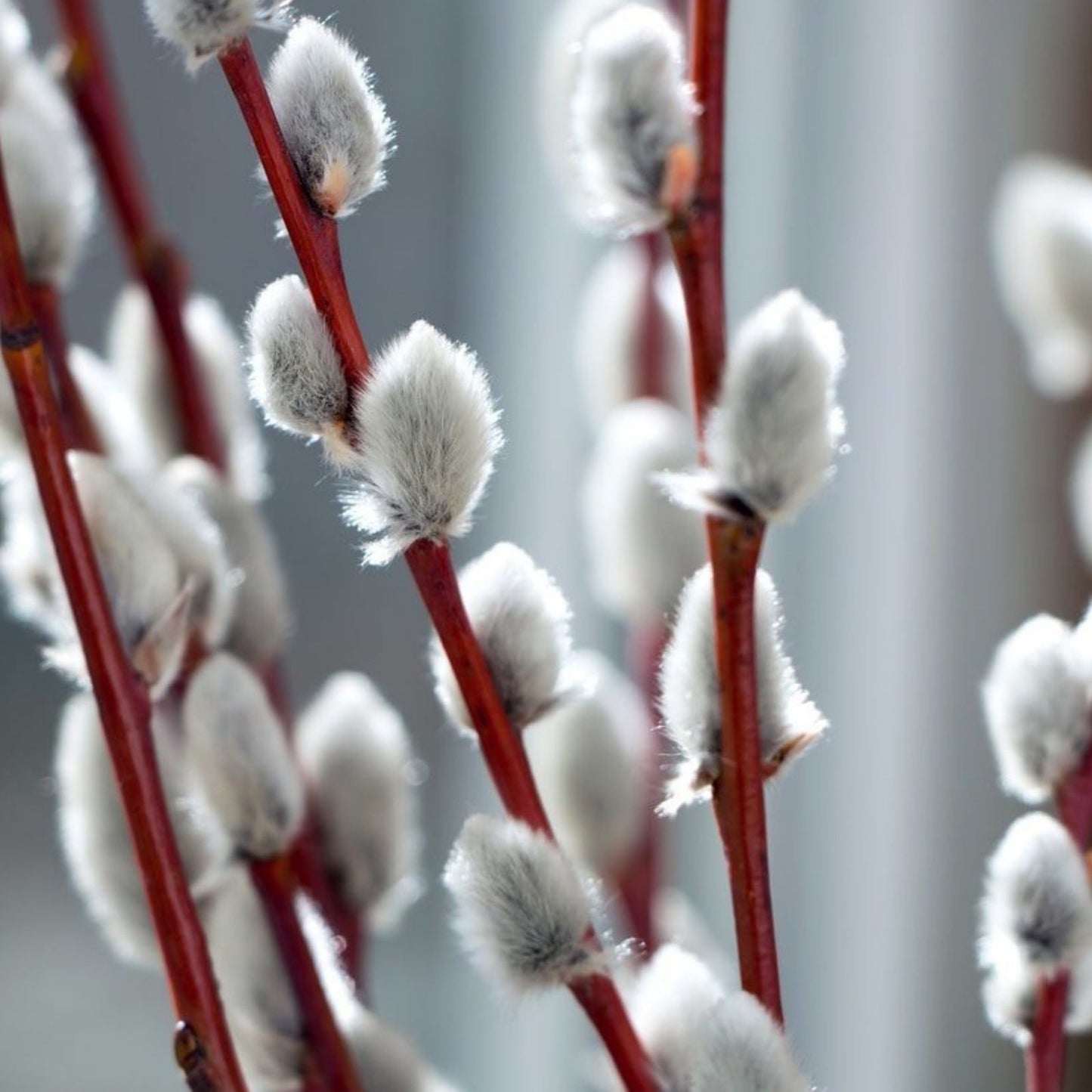 Fresh Pussy Willow Cuttings - 10 Unrooted Salix discolor Branches for Easy Propagation and Floral Arrangements