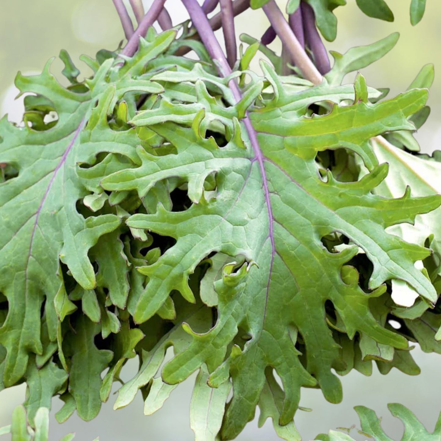 Red Russian Kale Seeds - 200+ Count - Brassica oleracea - Beautiful Tender Leaves - USA Grown
