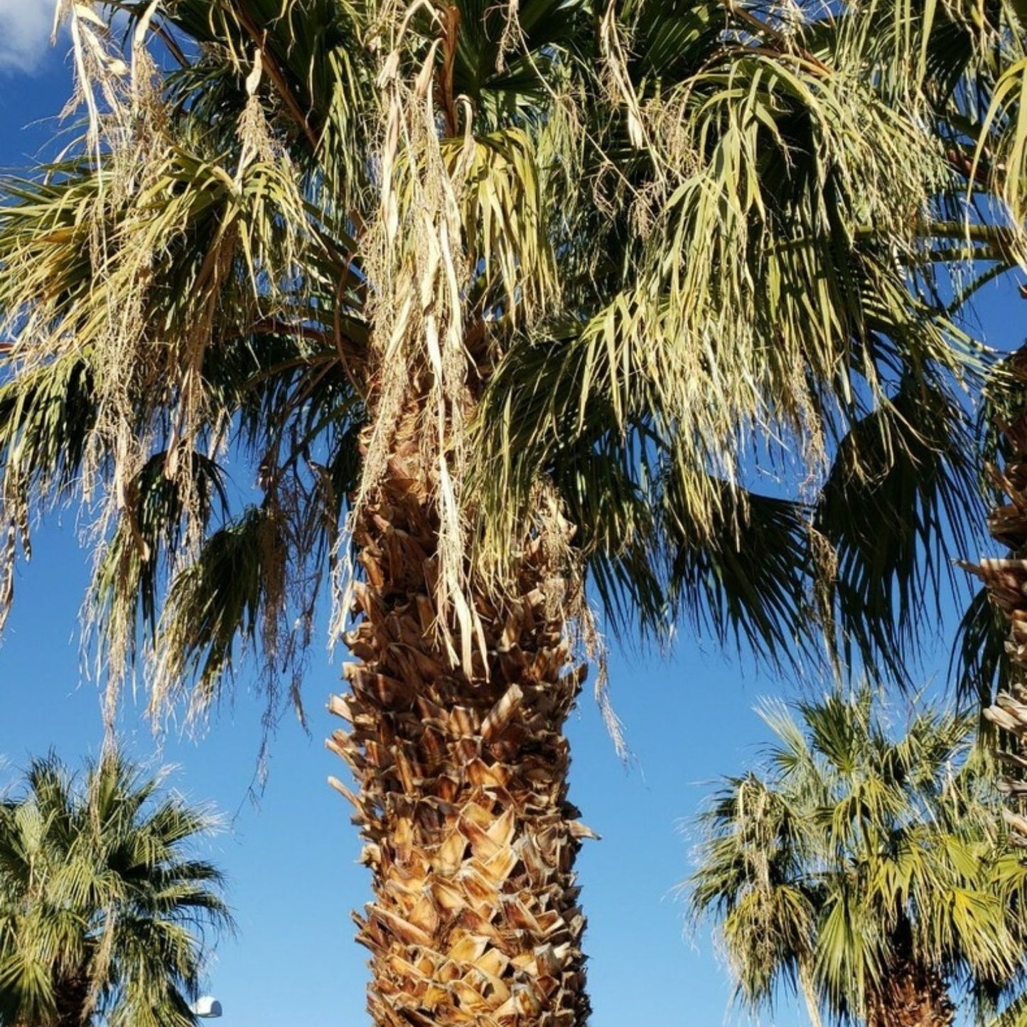 California Fan Palm Seeds 75+ Fresh Washingtonia Filifera Seeds 2024 Harvest Drought Tolerant Ornamental Tree Seeds