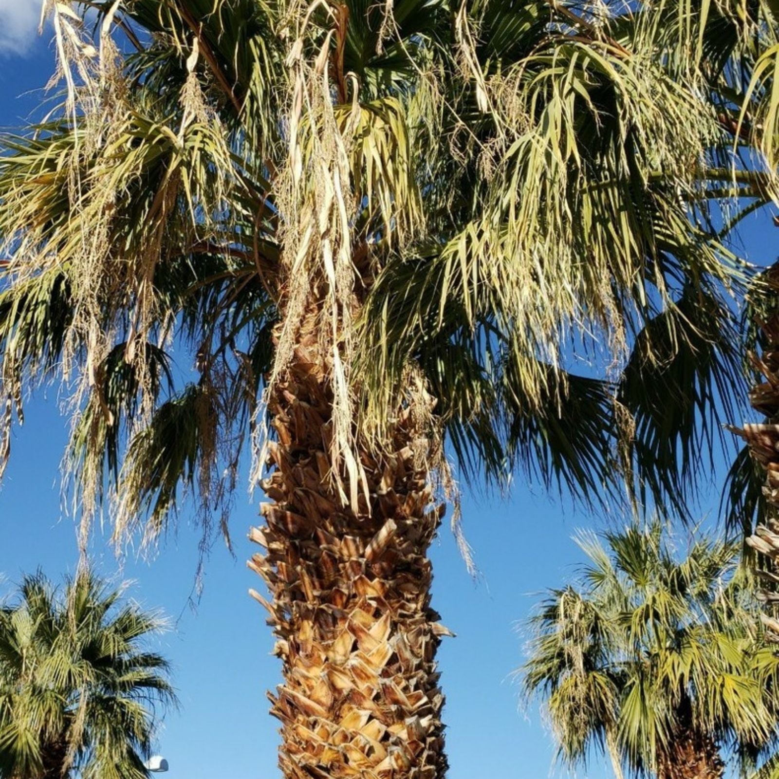 California Fan Palm Seeds 75+ Fresh Washingtonia Filifera Seeds 2024 Harvest Drought Tolerant Ornamental Tree Seeds