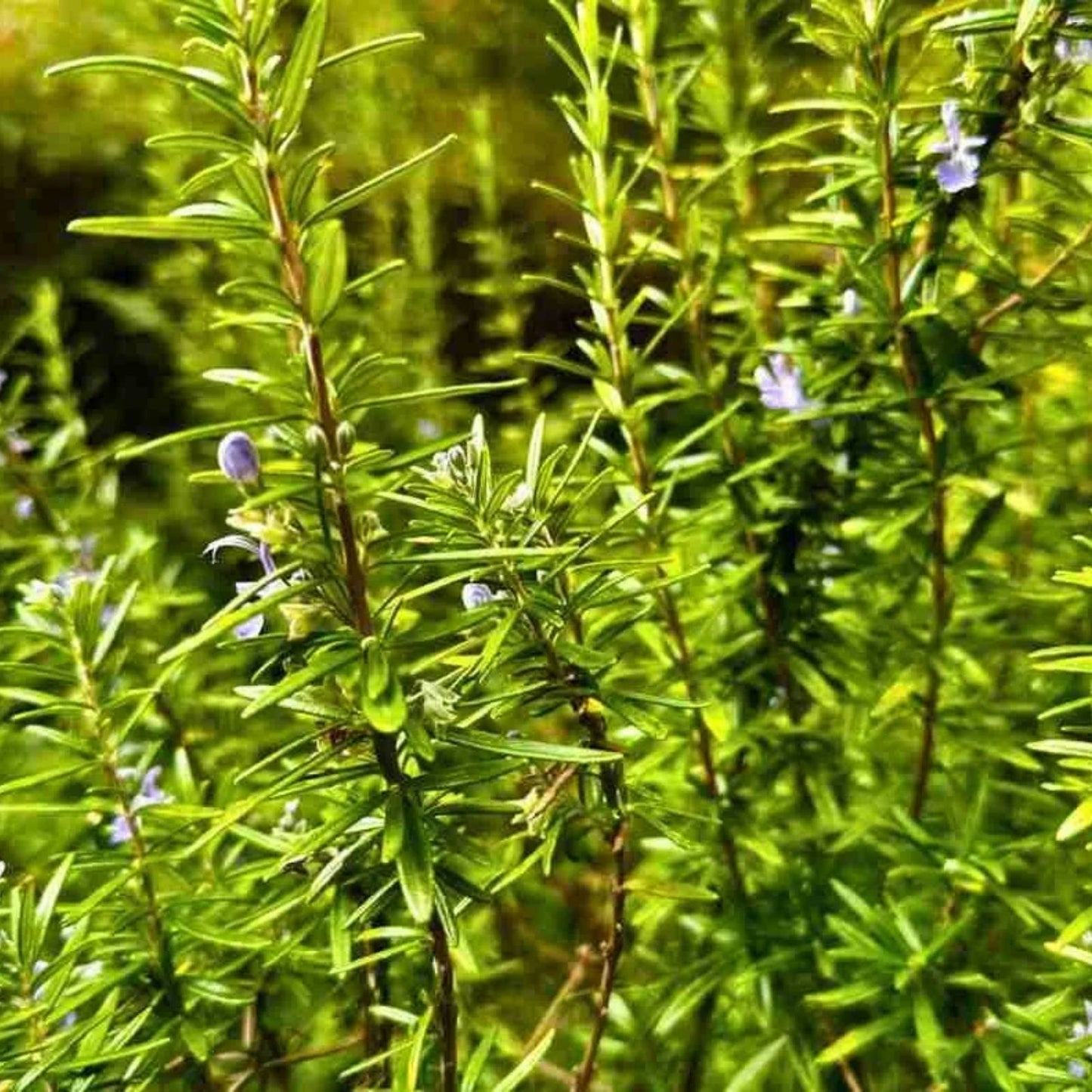 Rosemary Clippings 10 Fresh Cuttings - Rosmarinus officinalis Herb for Cooking and Gardening