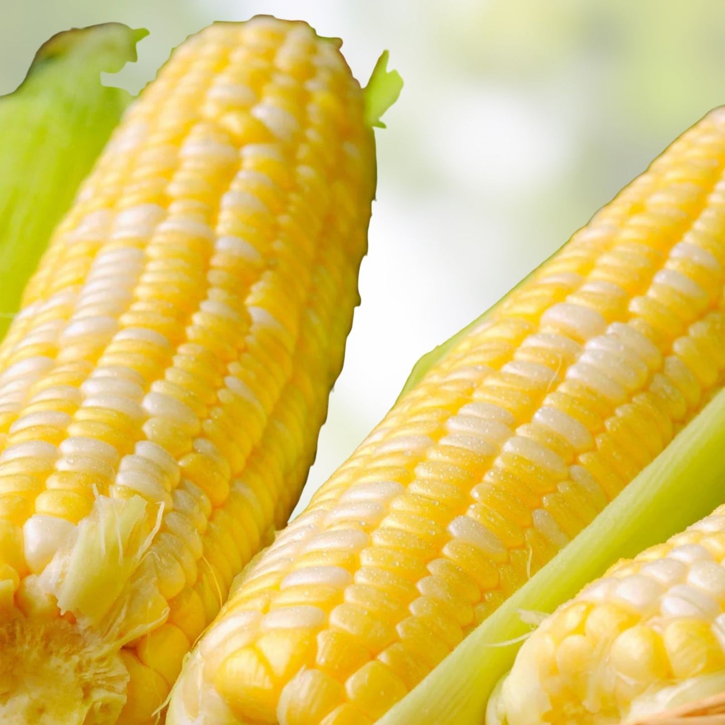 Bi-Color Corn Seeds, Butter 'n Sugar Heirloom Non-GMO, Vegetable Seed, Zea mays, 100+ Seeds