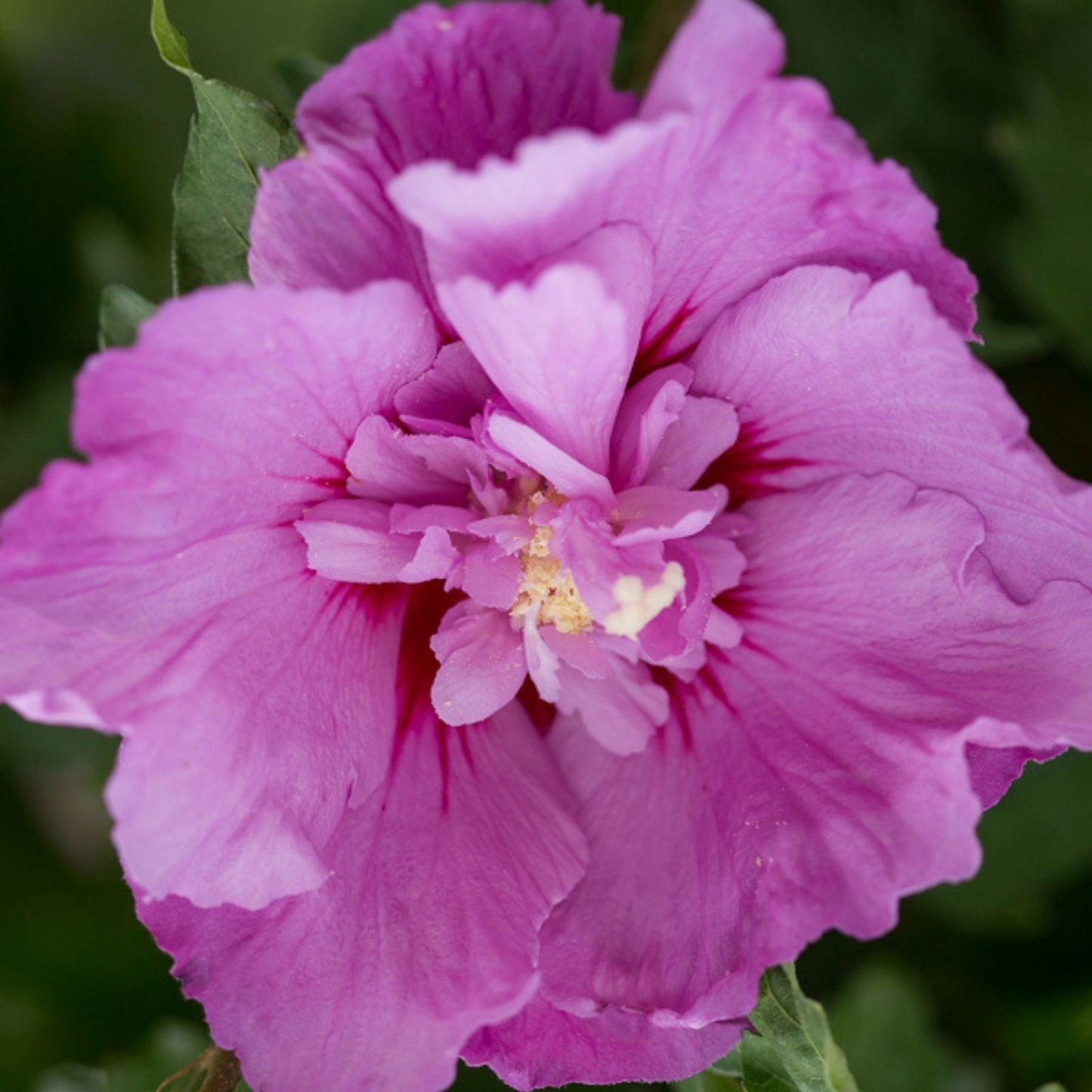 Fresh Cut Purple Double Rose of Sharon Flowers - Hibiscus syriacus - 5 Stems - Garden Floral Arrangement