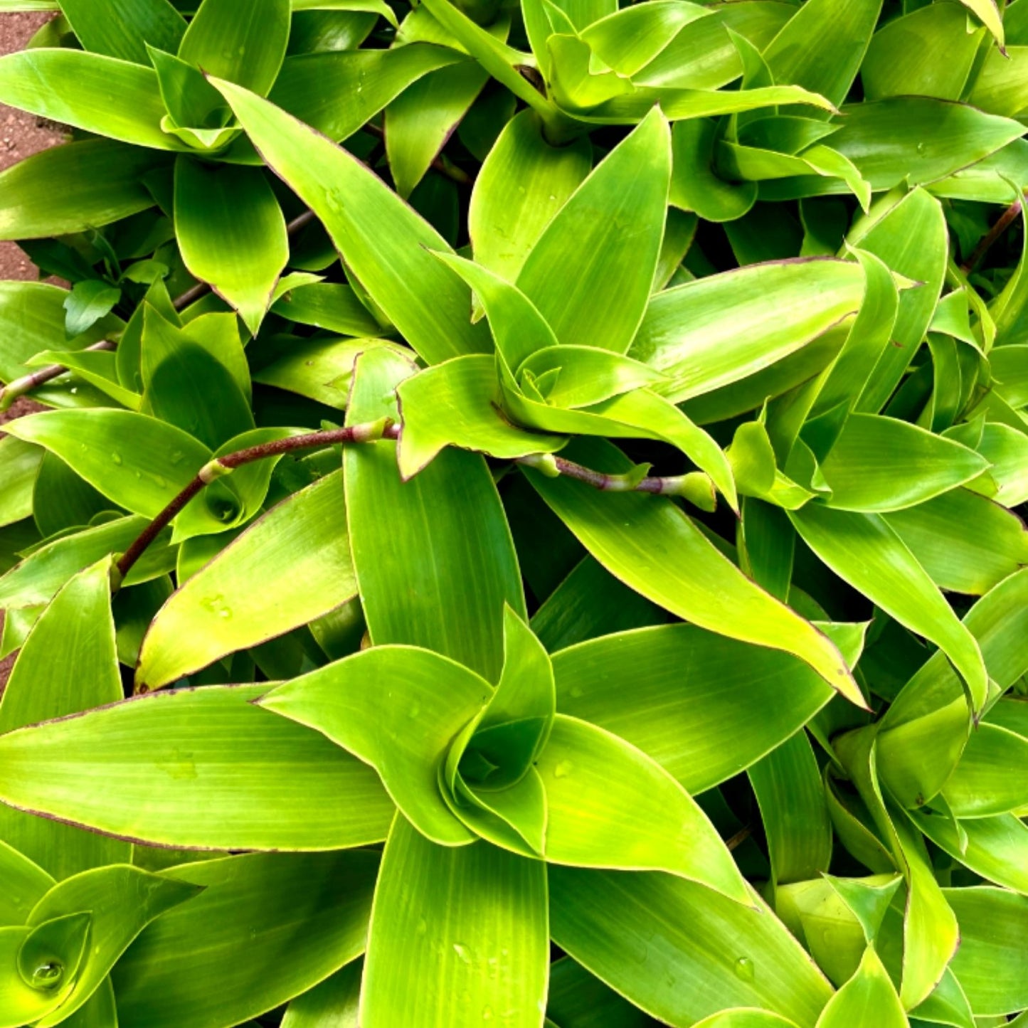 Callisia Fragrans Cuttings - 5 Medicinal Basket Plant Clippings for Home Gardening and Herbal Remedies
