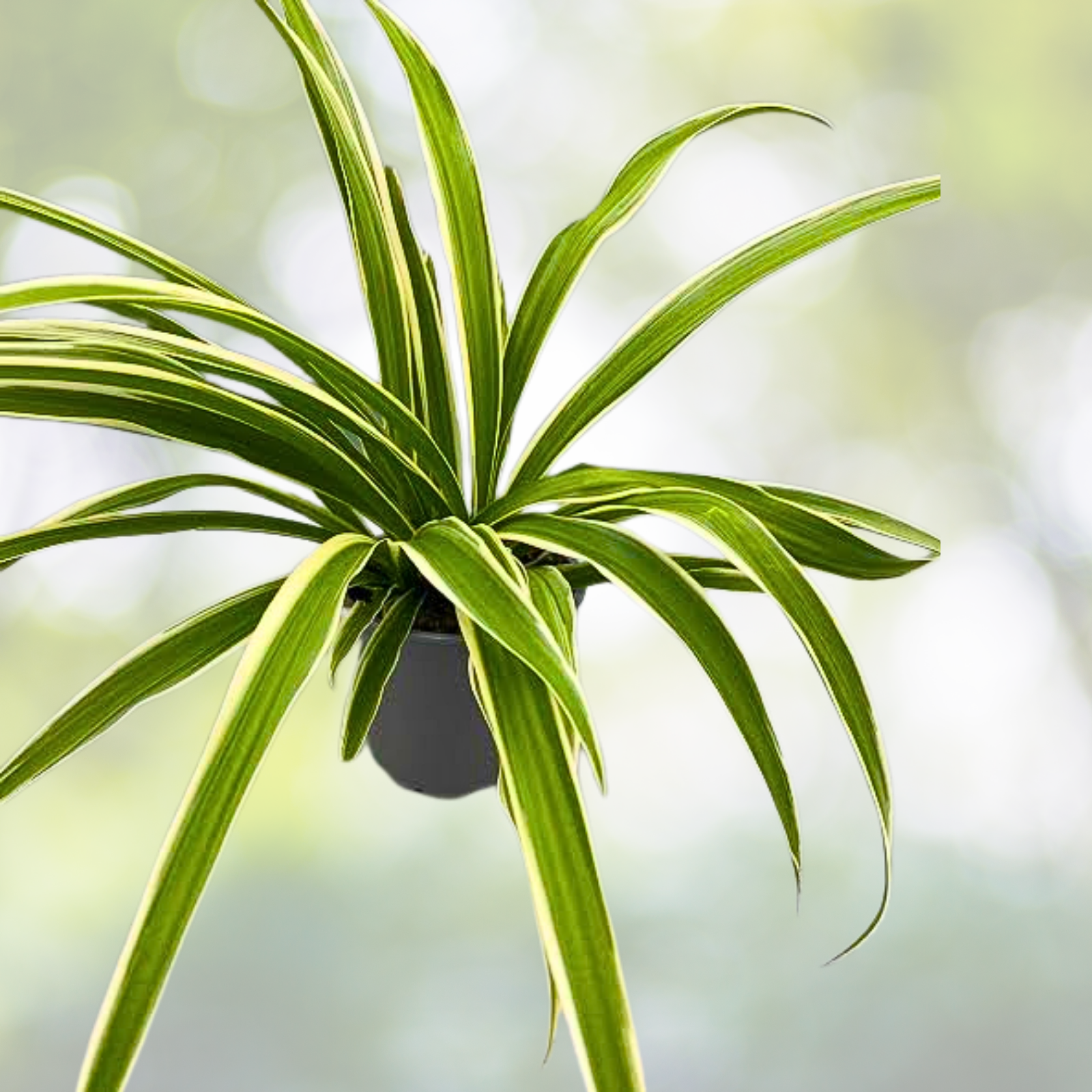 Reverse Variegated Spider Plant Cuttings - 2PCS - Indoor Air-Purifying Houseplant - Chlorophytum comosum