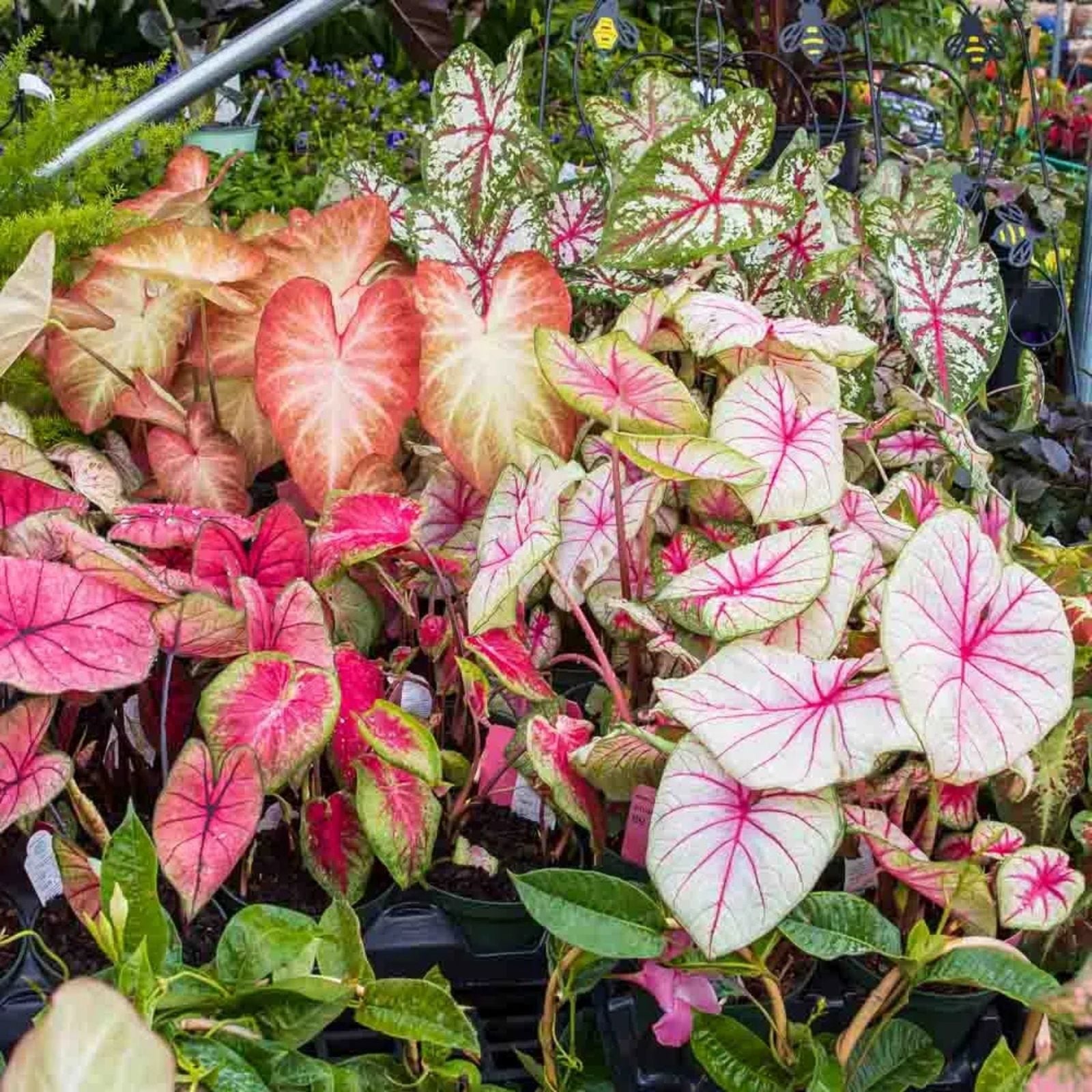Caladium Bulbs 6 Pack - Pinky Promise Variety - Perennial Elephant Ears - Garden Planting Supplies