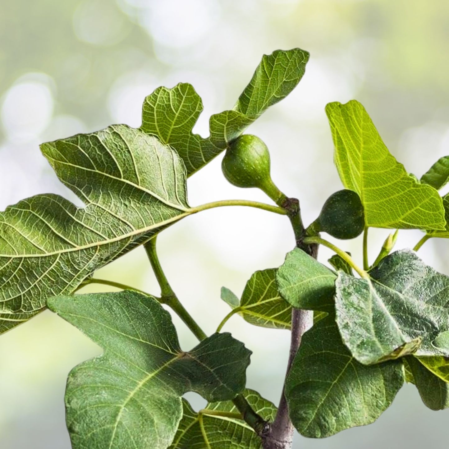 Fig Tree Potted Plant 2-3 Feet Tall Black Mission Variety Ficus carica Ships Weekly