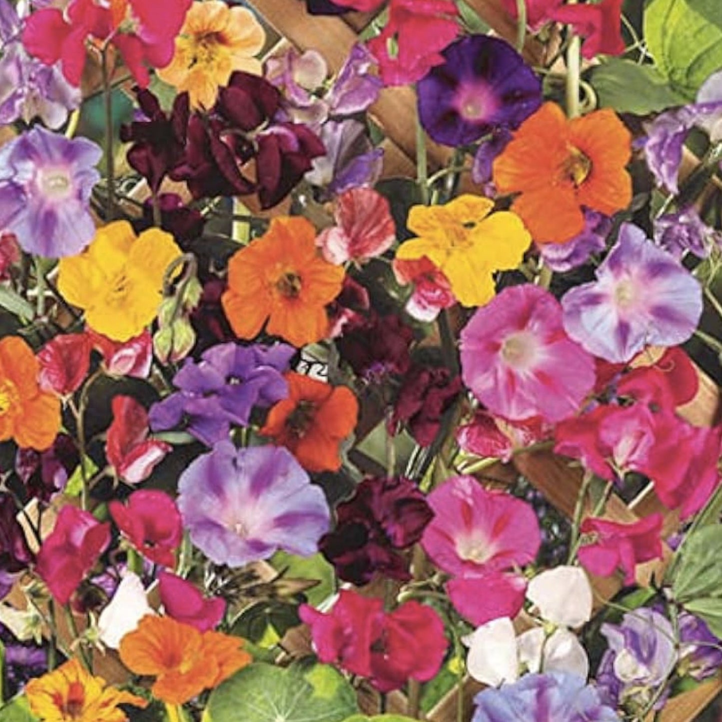 Colorful Mixed Climbing Vine Seeds Morning Glory Nasturtium Flower Seeds for Trellises Garden 200+ Seeds