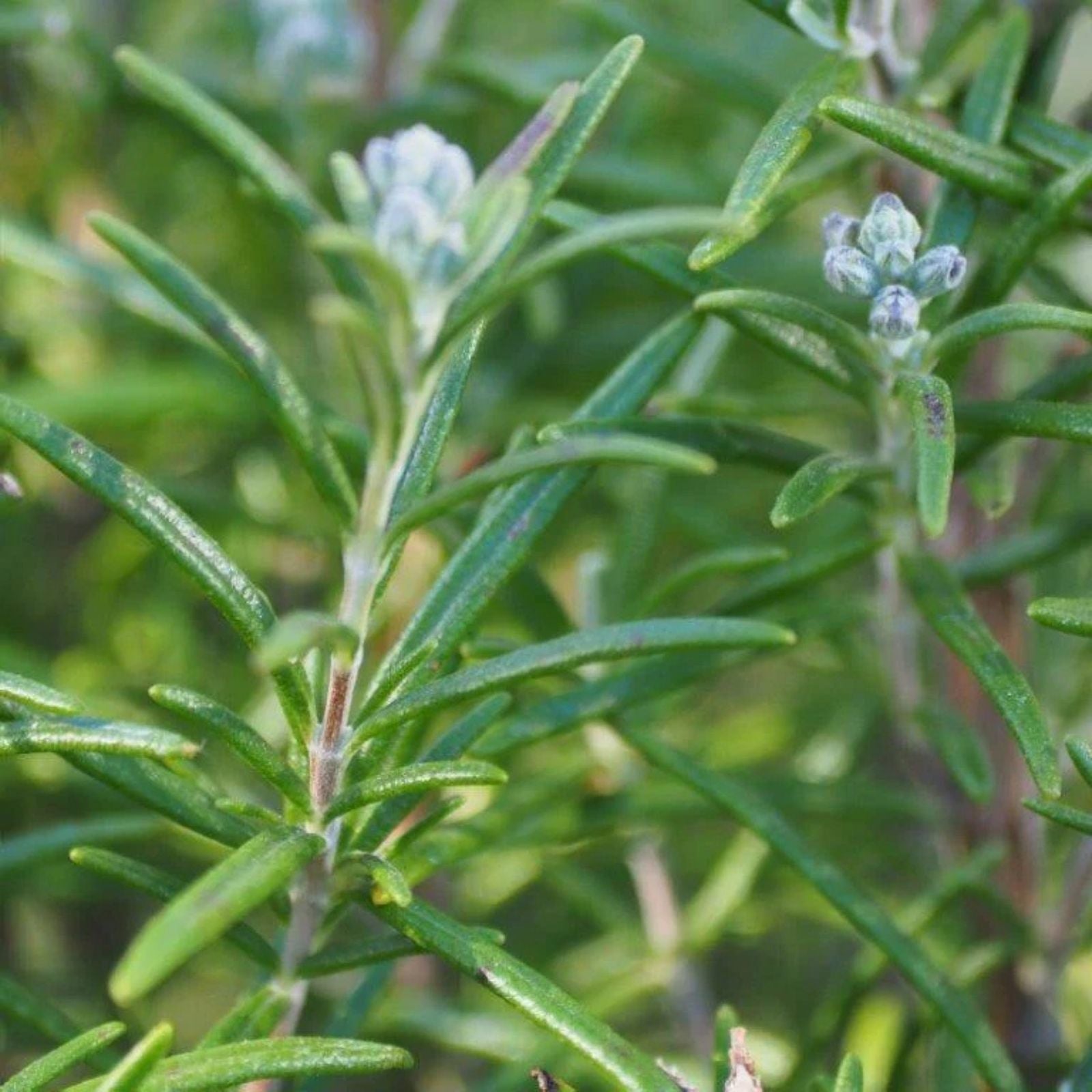 10 Fresh Organic Rosemary Stems - Culinary Herb Cuttings - Rosmarinus officinalis - Gourmet Cooking, Natural Flavor, Herb Gardening