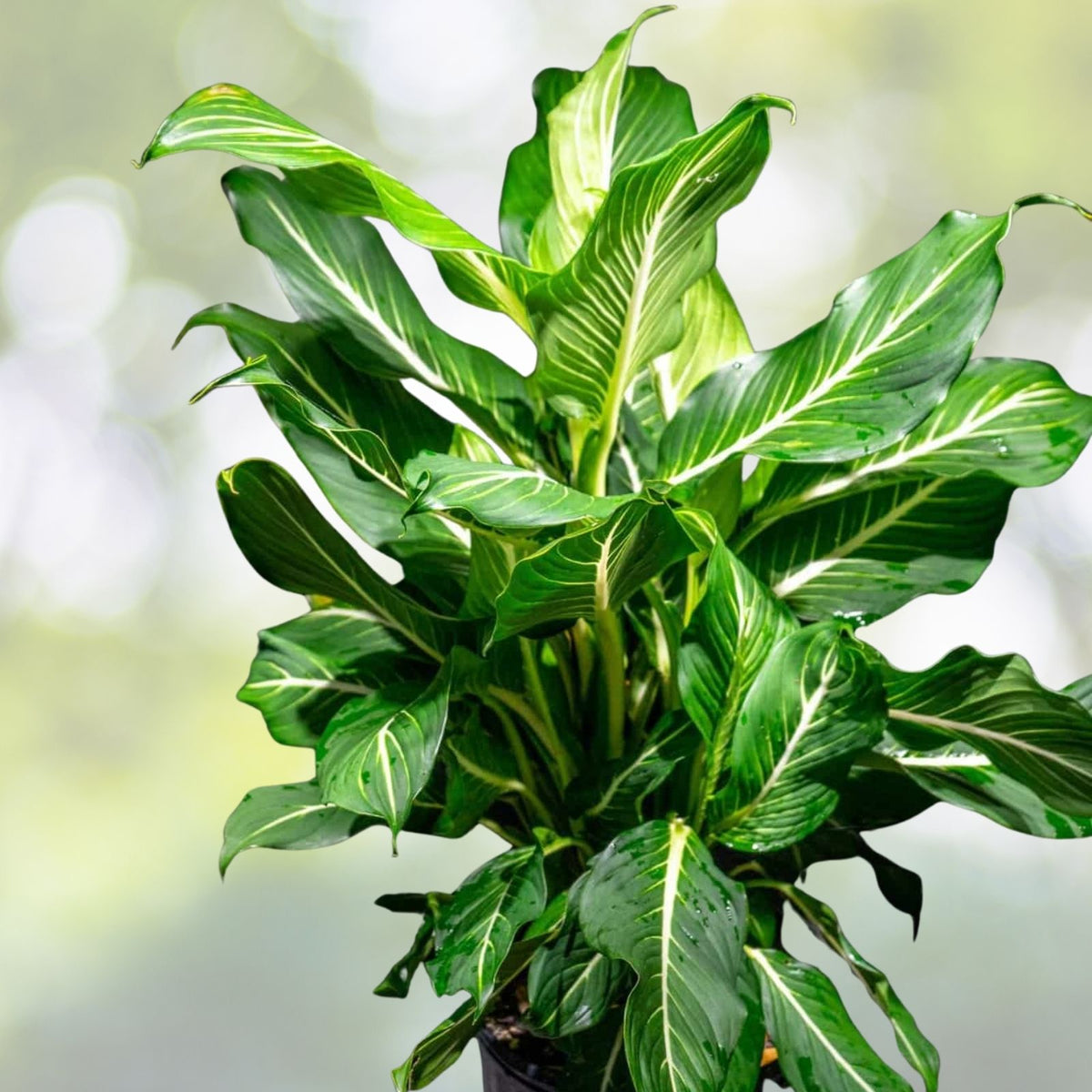 Dieffenbachia 'Sterling' 9" Pot | Variegated Houseplant with White Veins | Easy Care Indoor Plant | Disease-Free Dieffenbachia