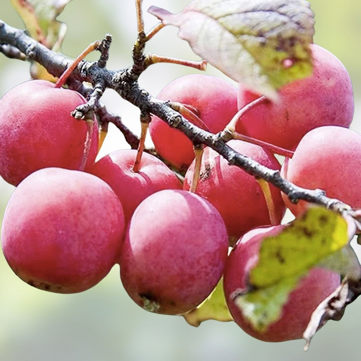Plum Fruit Tree Seeds 10 Pack Prunus Americana USA Grown for Home Gardening, Edible Fruit, Organic Seed Collection