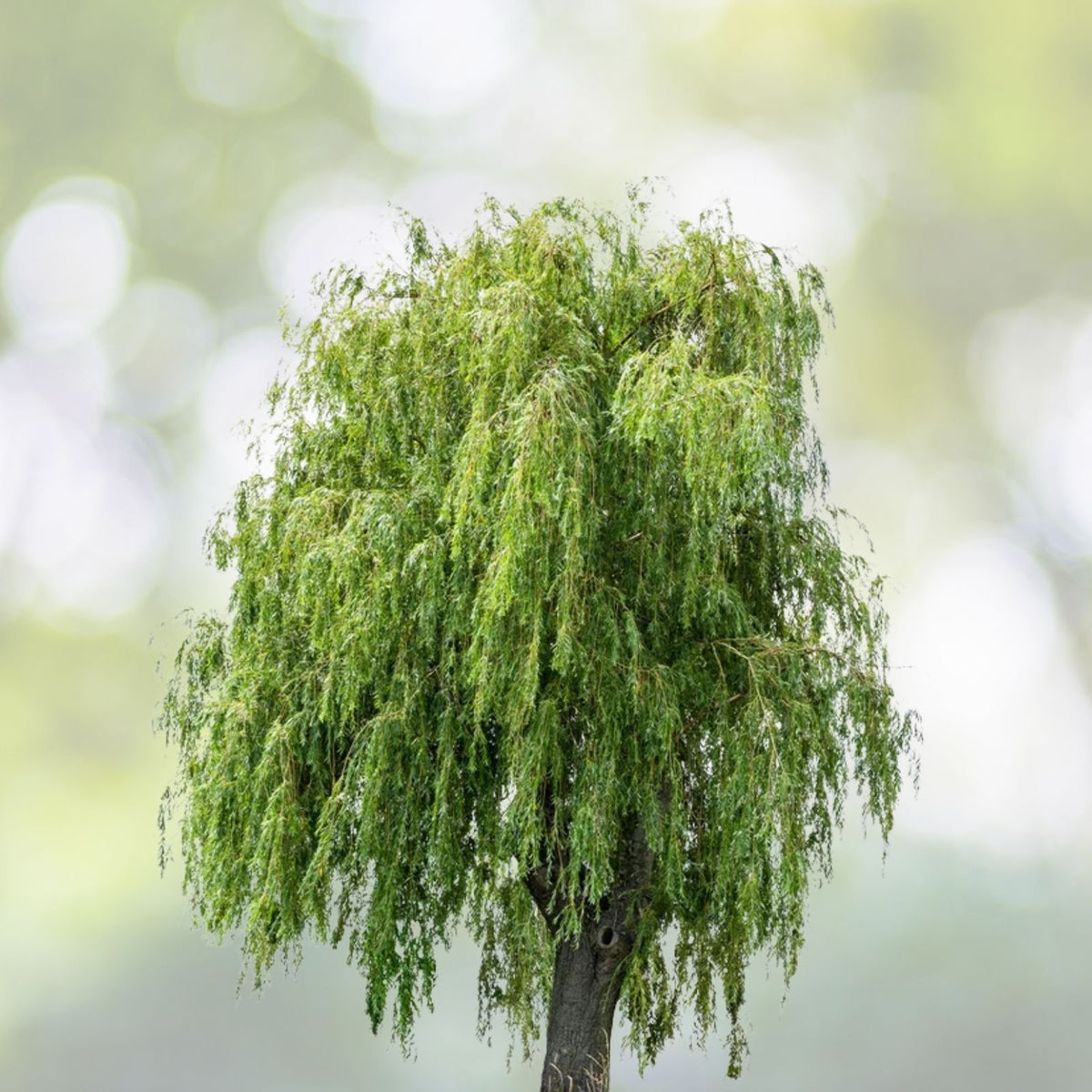 Weeping Willow Trees Combo - 2 Weeping Willows & 2 Aussie Willows - Easy to Grow - Salix babylonica, Salix x sepulcralis
