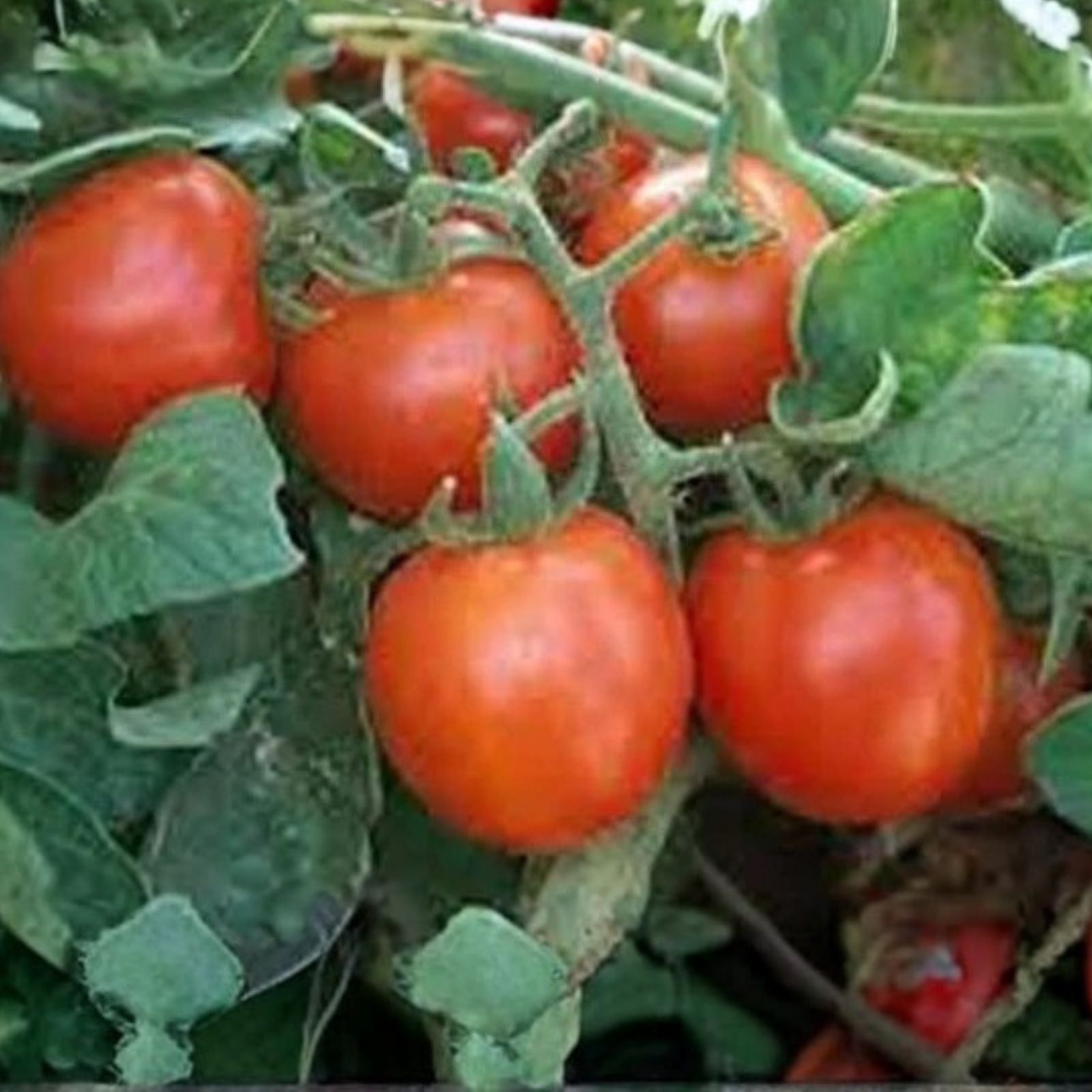 Iceberg Lettuce Seeds - Heirloom Non-GMO Large Head 1000 Seeds Lactuca sativa Vegetable Seeds