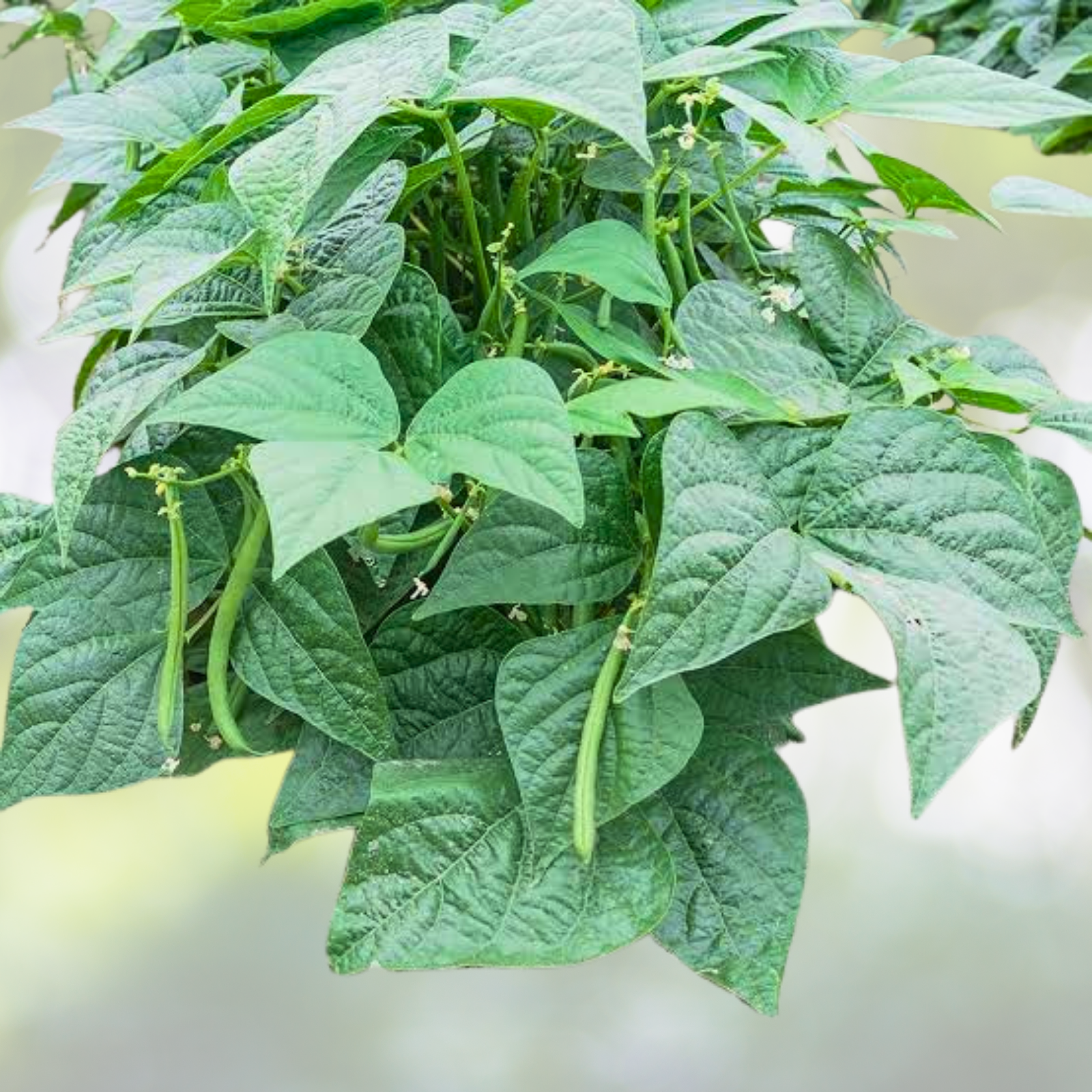 Organic Bush Bean Seeds - 50pcs Non-GMO Heirloom Green Vegetable - Phaseolus vulgaris