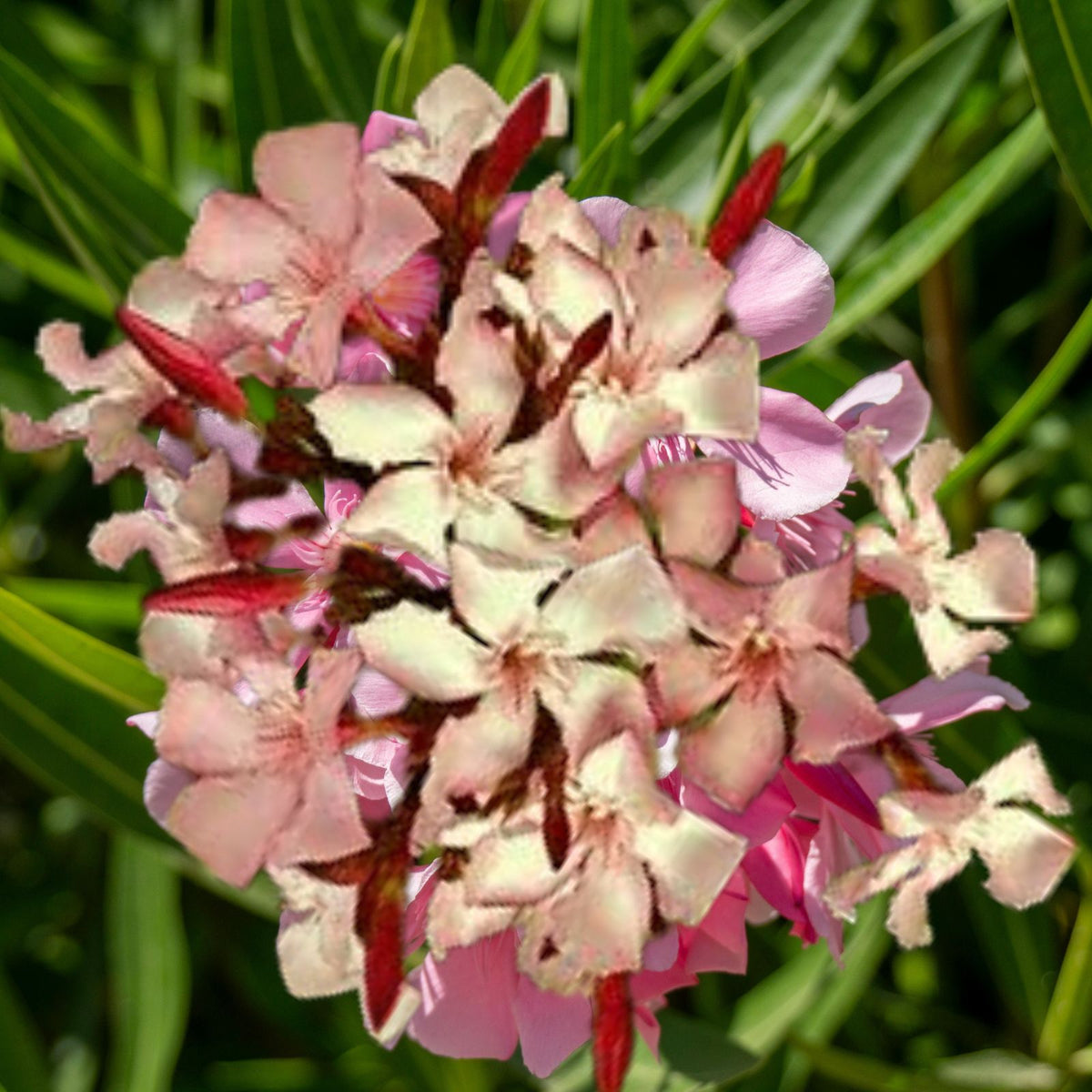 Dwarf-Salmon-Oleander-Starter-Plants-5-8"-Tall-Evergreen-Shrub-Nerium-oleander-Ships-Without-Pot