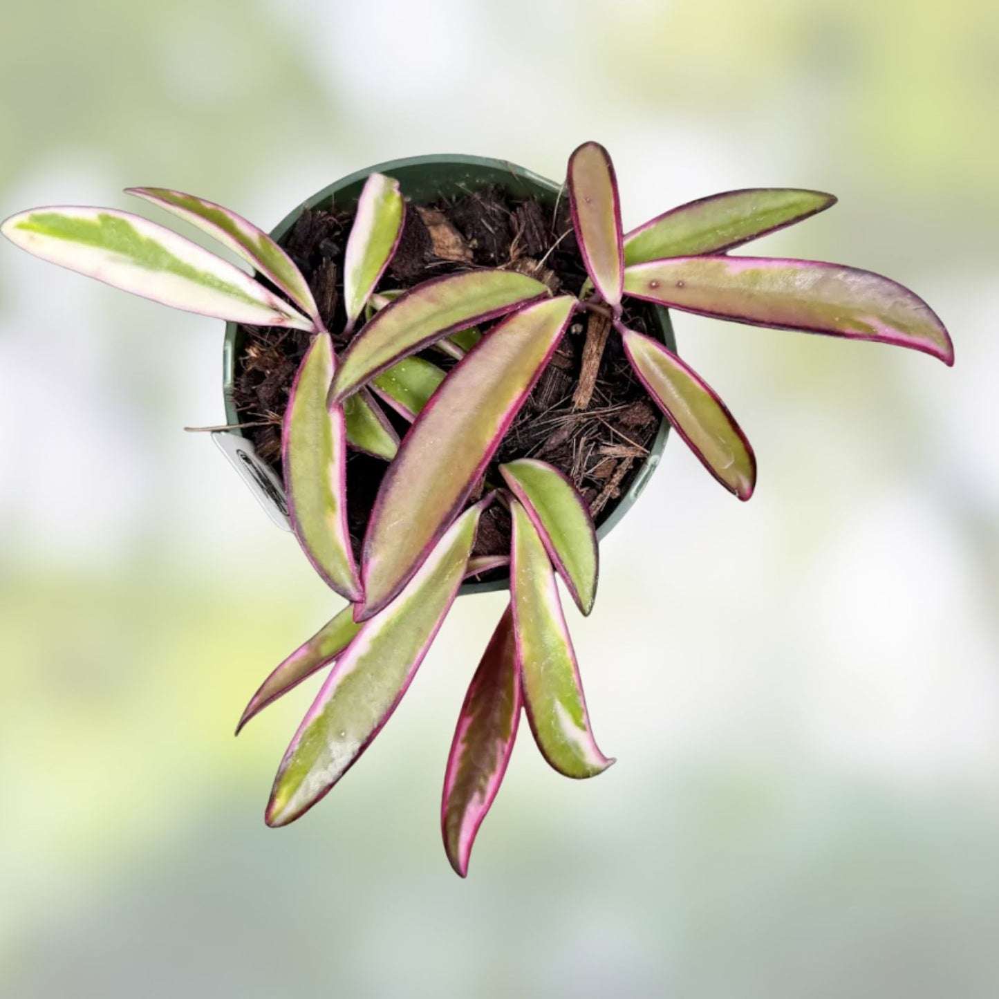 Hoya Wayetii 'Lori Lyn' Rooted Plant in 2.5" Pot – Trailing Houseplant for Indoor Decor, Exotic Green Foliage