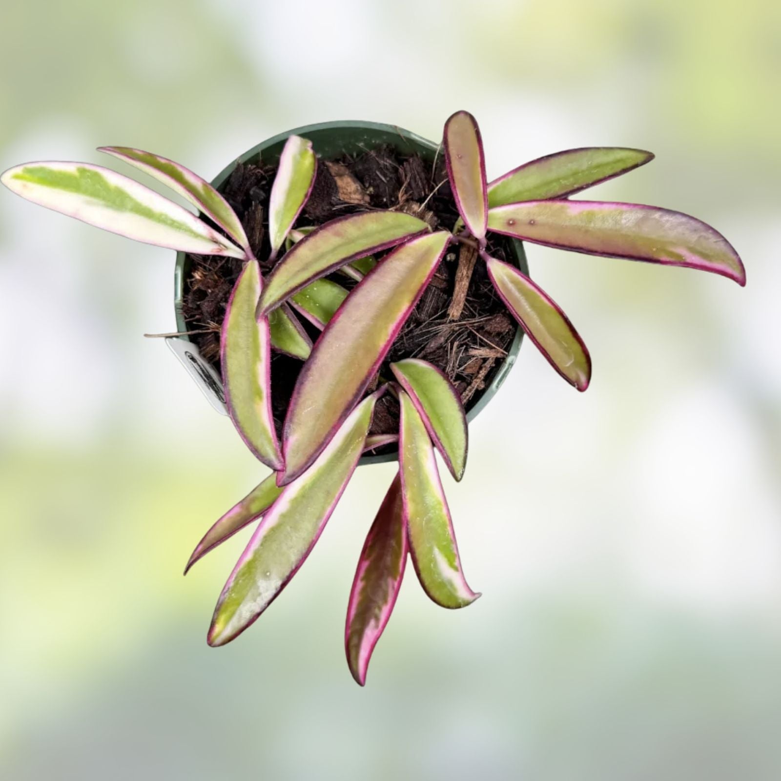 Hoya Wayetii 'Lori Lyn' Rooted Plant in 2.5" Pot – Trailing Houseplant for Indoor Decor, Exotic Green Foliage