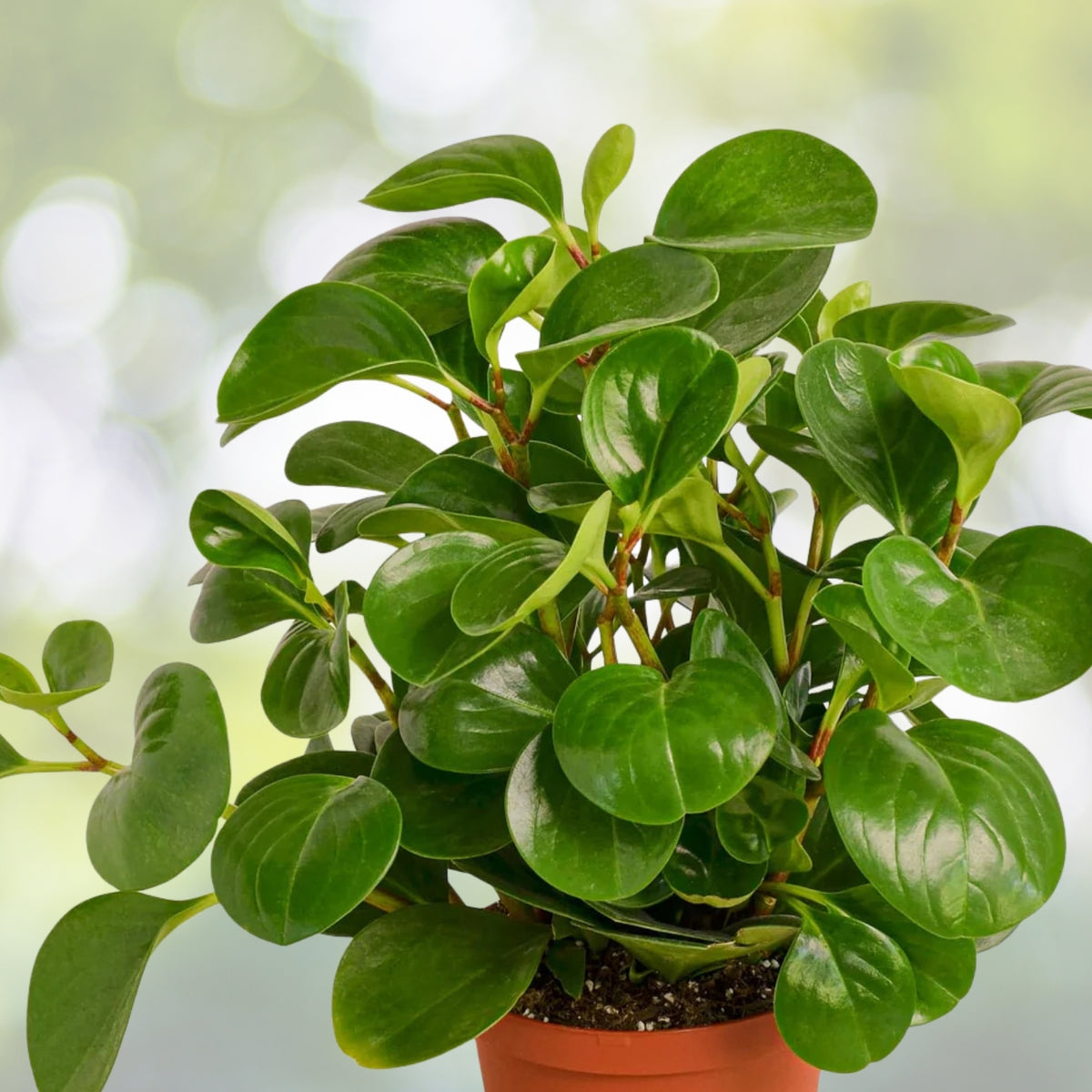 Peperomia Obtusifolia Live Plant in 5in Pot - Easy-to-Grow Baby Rubber Plant - Pet Friendly Houseplant - Green Foliage