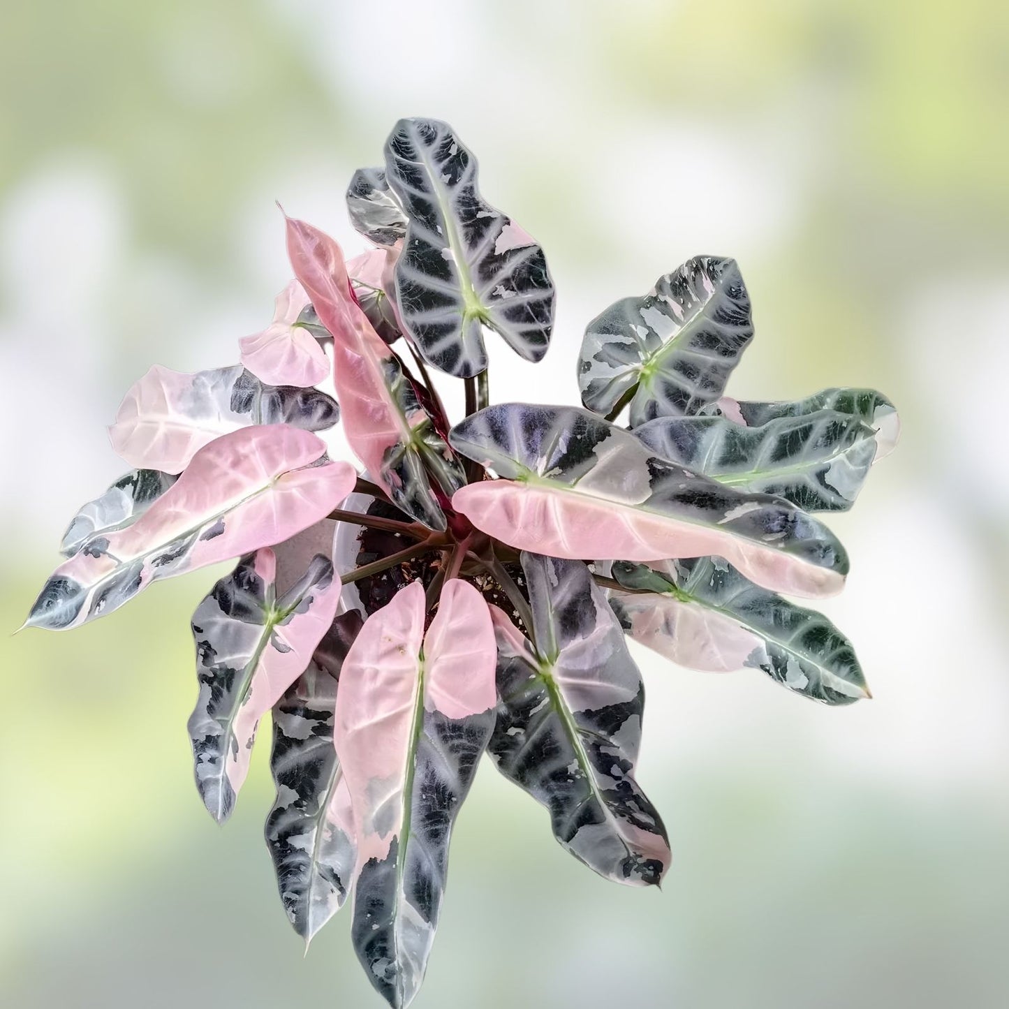 Alocasia Bambino Pink Variegated Starter Plug – Unique Indoor Houseplant – Variegated Alocasia for Indoor Garden