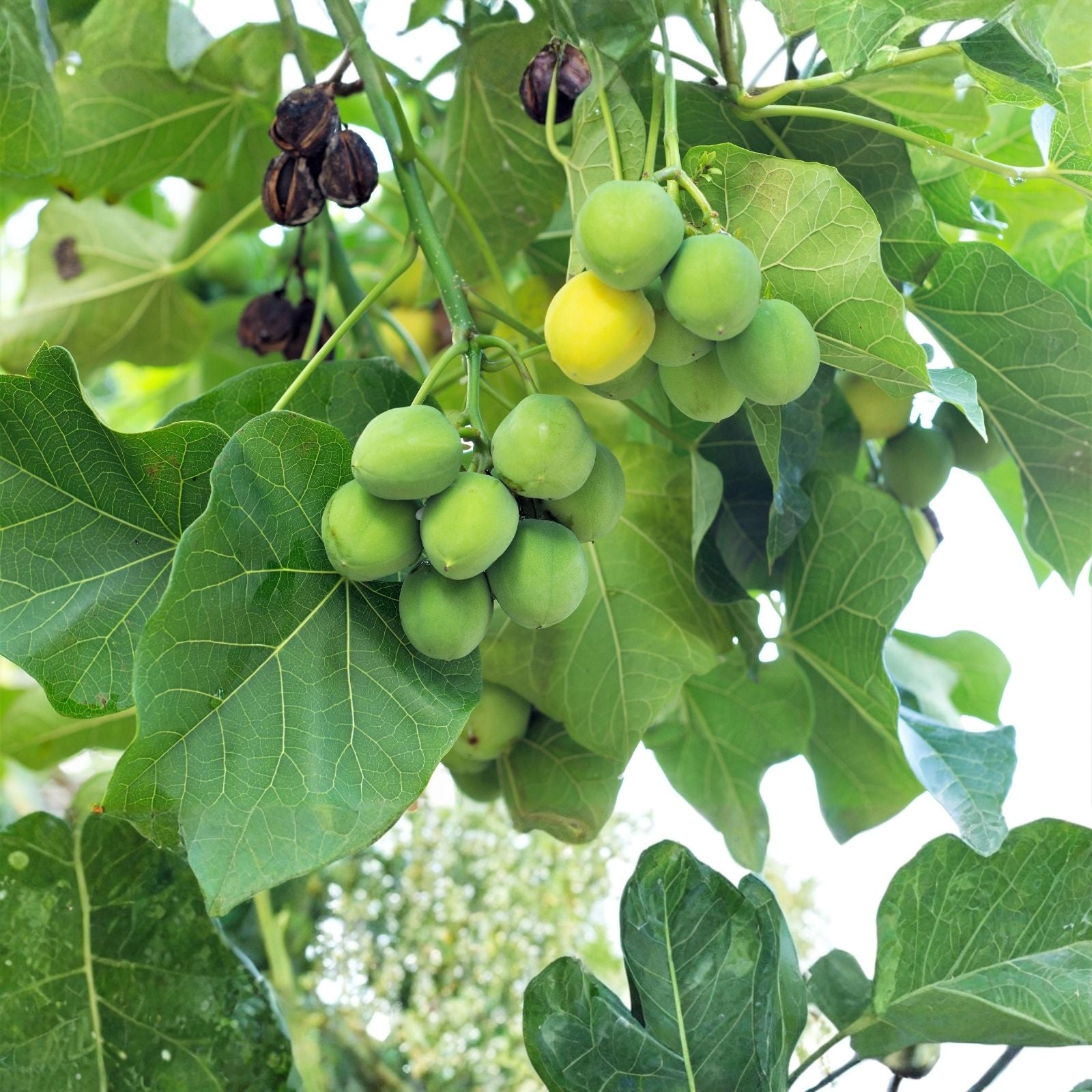 50 Seeds Jatropha Curcas - Rare Physic Nut Barbados Variety Drought Tolerant Diesel Plant Seeds