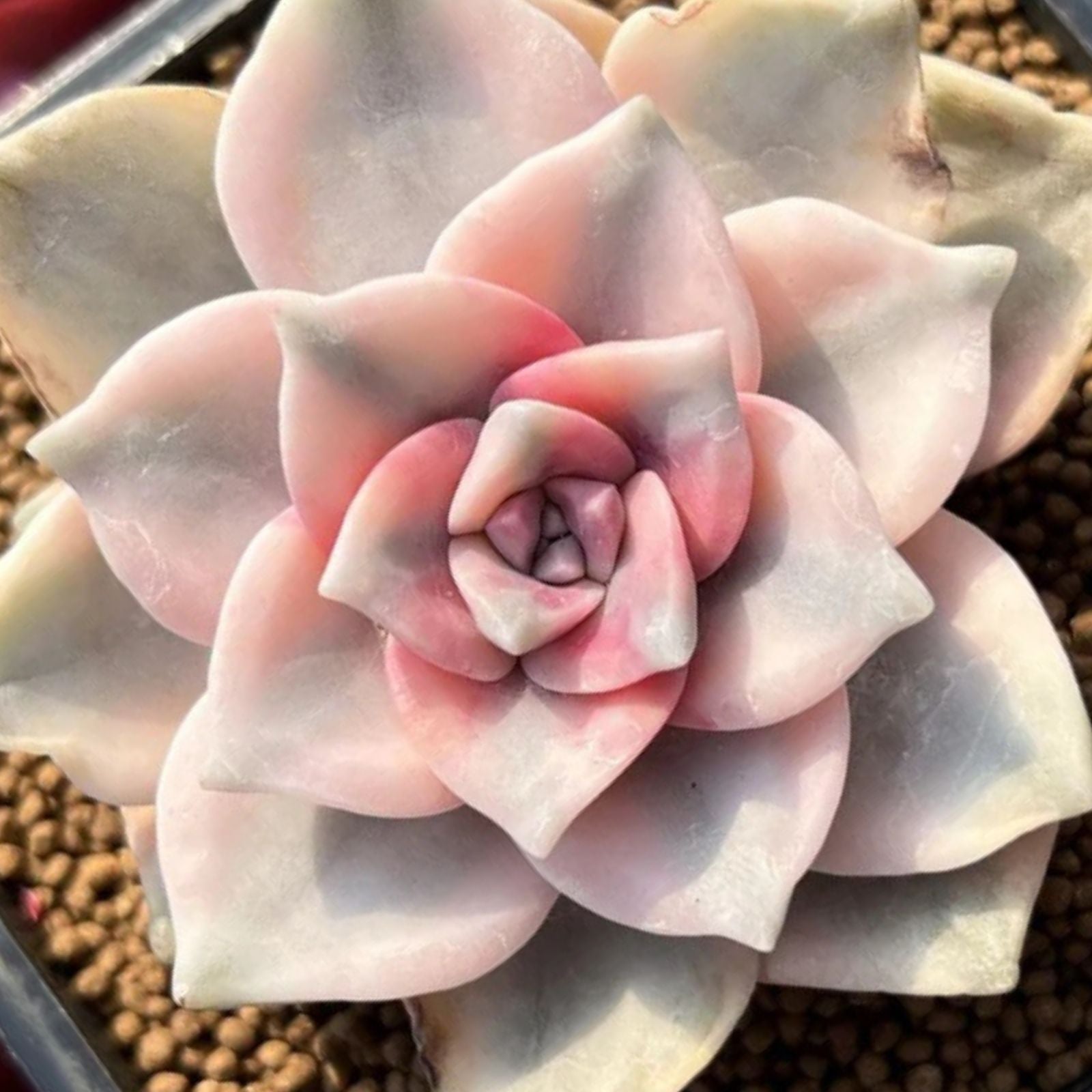 Graptopetalum Purple Delight Succulent Cuttings - 2 Rooted Plants for Indoor Gardening - Easy Care, Low Maintenance, Houseplant