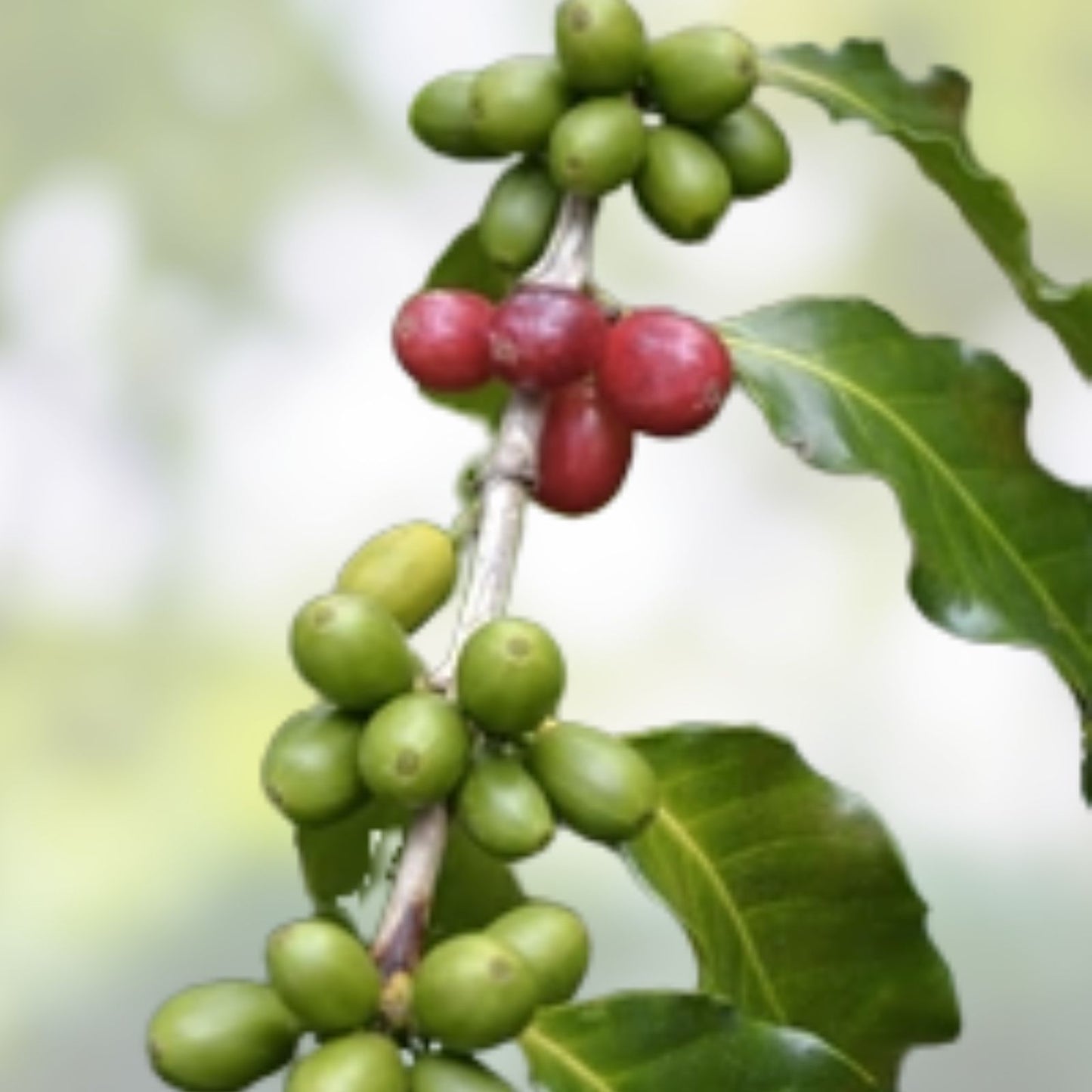 Dwarf Arabica Coffee Plant Seeds - 10 Pack | Coffea catura Indoor Coffee Bean Tree | Coffee Plant Seeds for Home Gardening