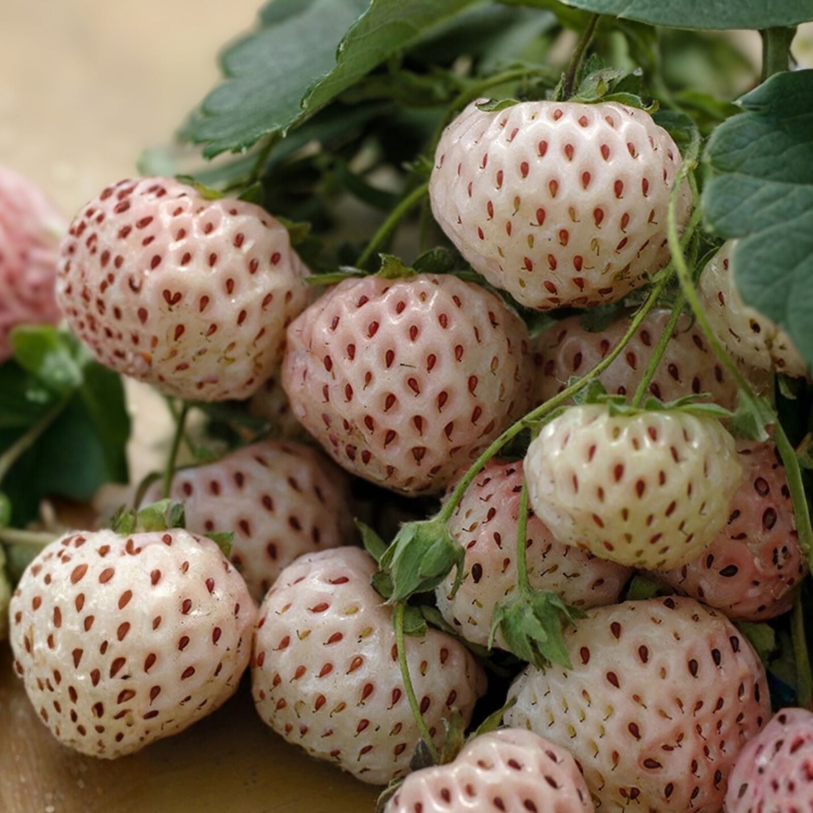 Large Live Plug Plant – White Pineberry Strawberry – Fragaria ananassa 'Pineberry' – Unique White Skin, Juicy Flavorful Berries