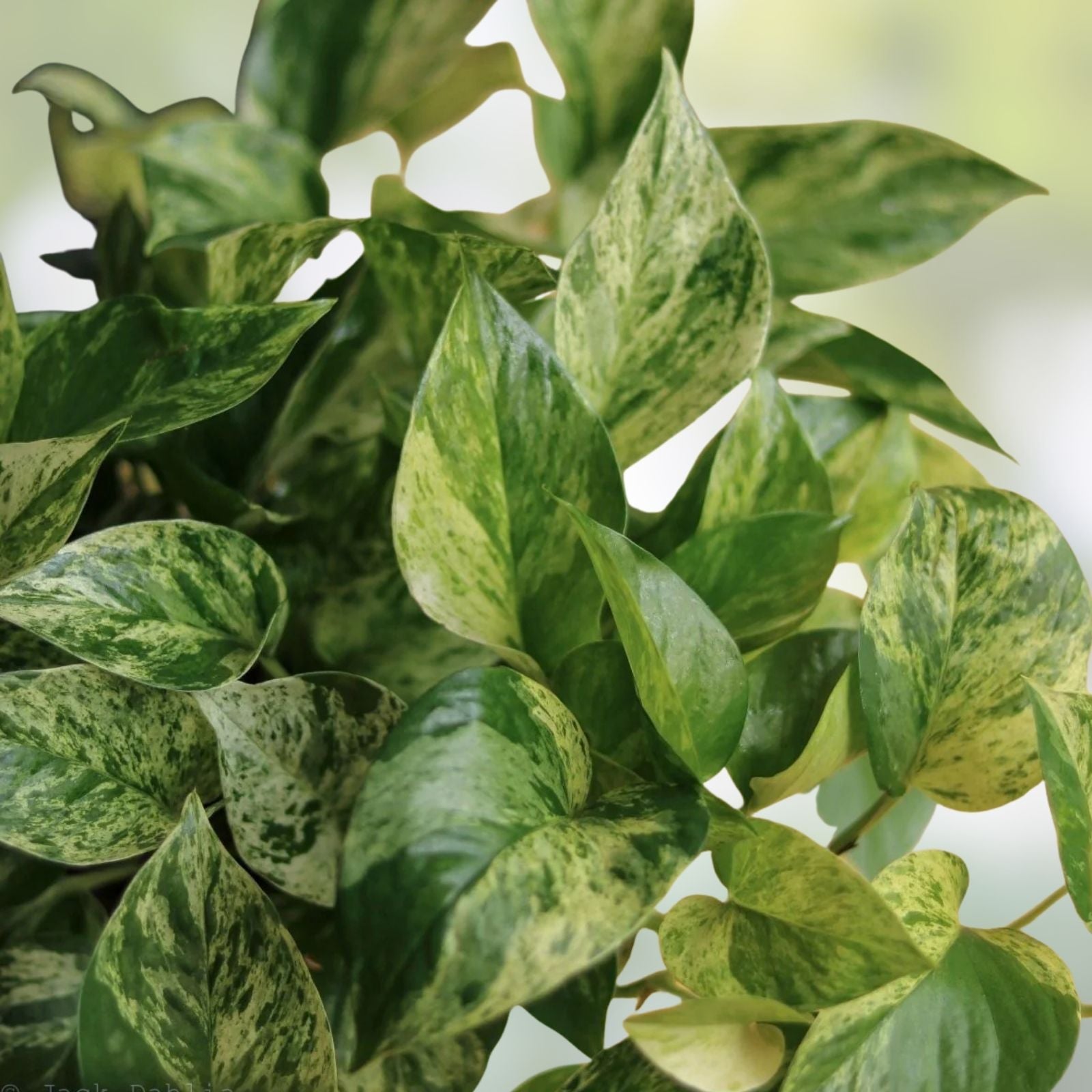 Pothos Cuttings – 15 Healthy Golden, Green & Marbled Queen Plants for Aquarium – Epipremnum aureum