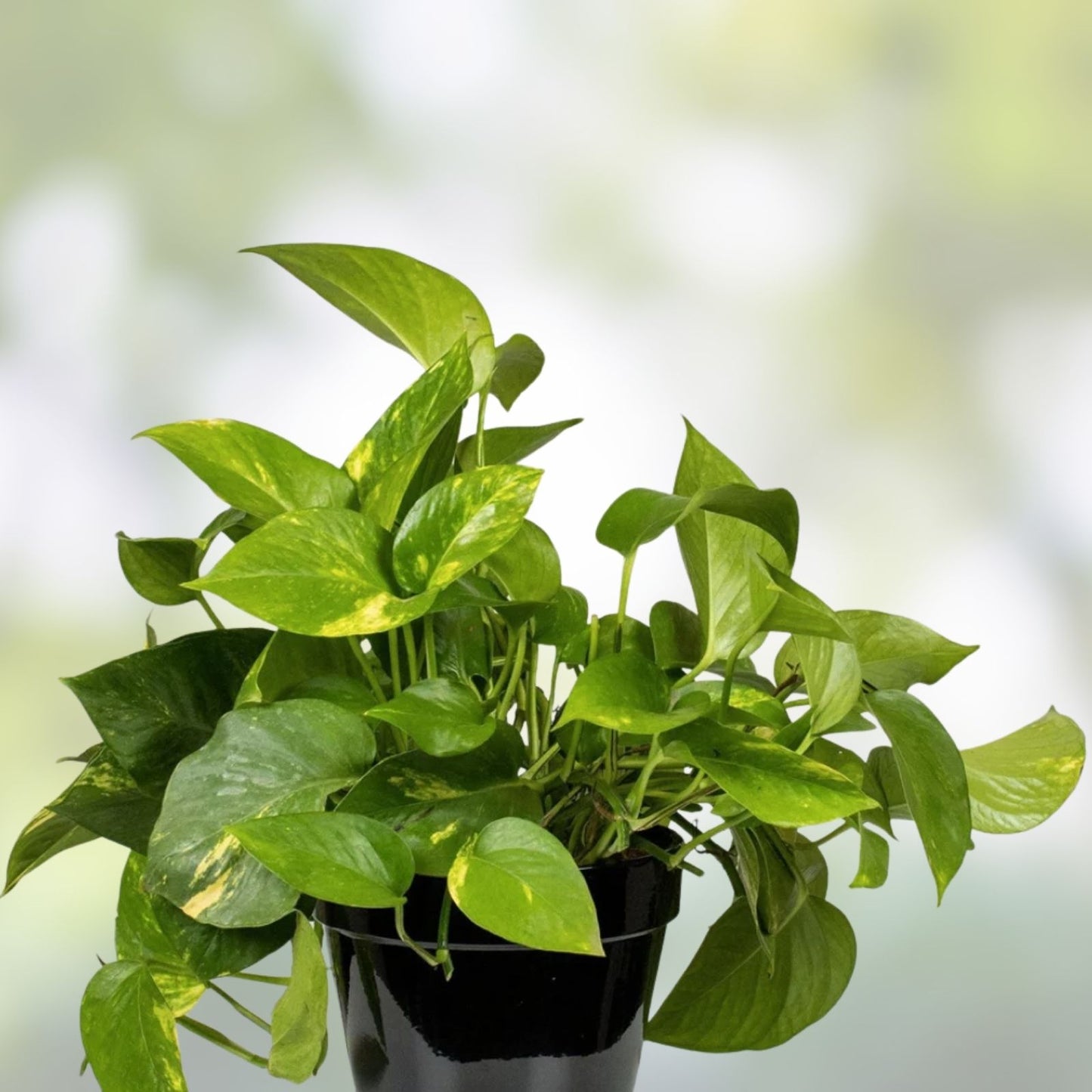 Rooted Plant Cuttings - 10 Pothos & Fern Varieties - Epipremnum aureum & Ferns - Indoor Houseplants for Home Decor