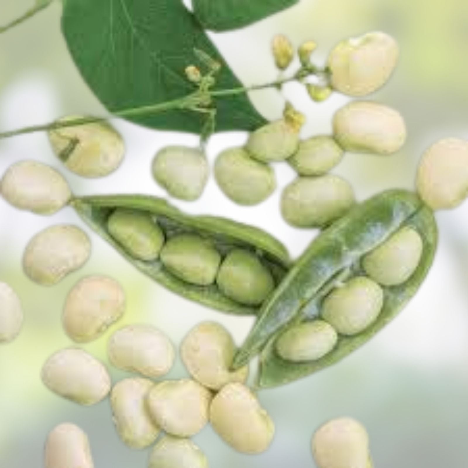 Lima Bean Seeds 75 Count – Fordhook 242 Variety – Organic, Easy to Grow, Award-Winning Edible Legumes