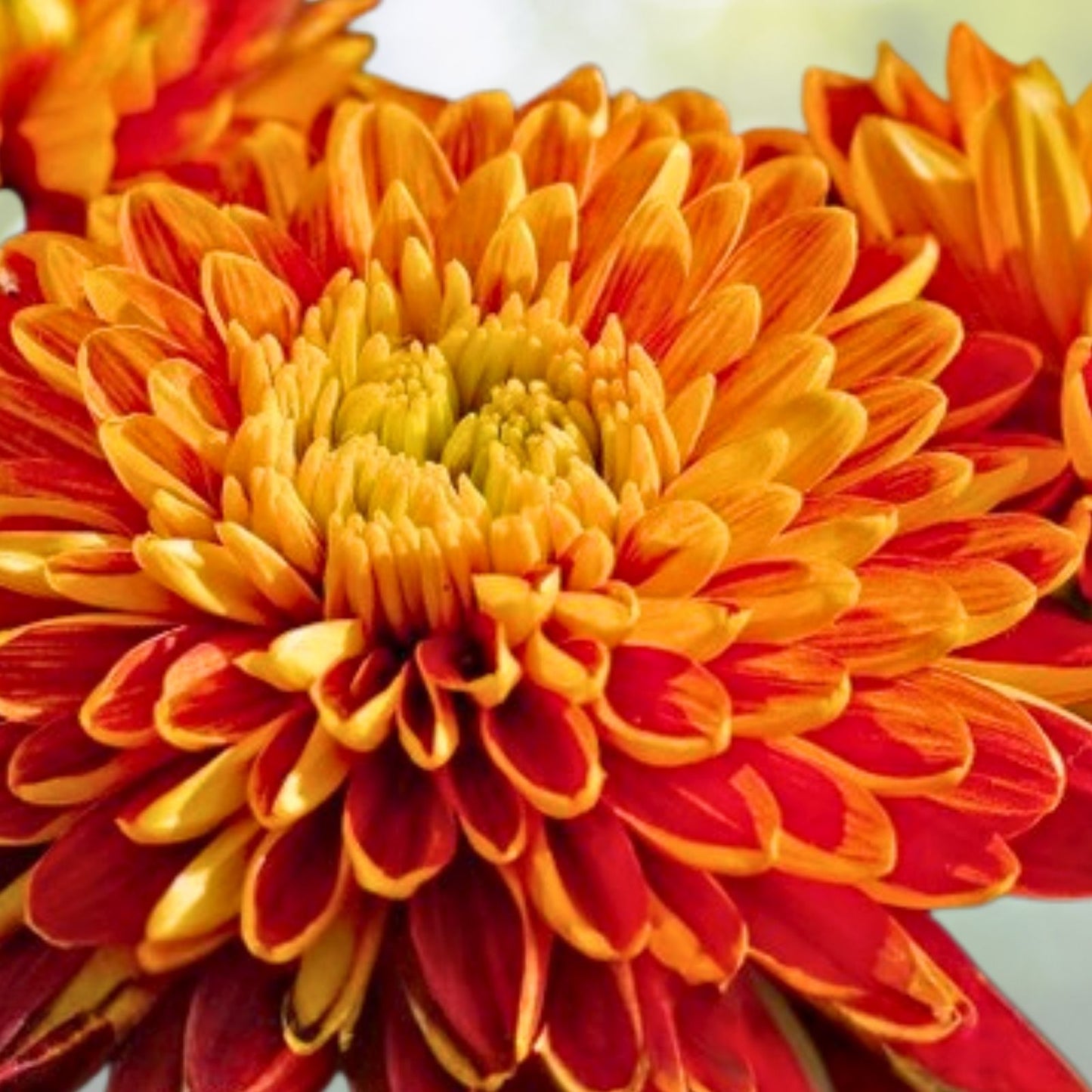 Mango Dream Mum Seeds 200+ Bright Orange Chrysanthemum Flower Seeds Annual Chrysanthemum morifolium