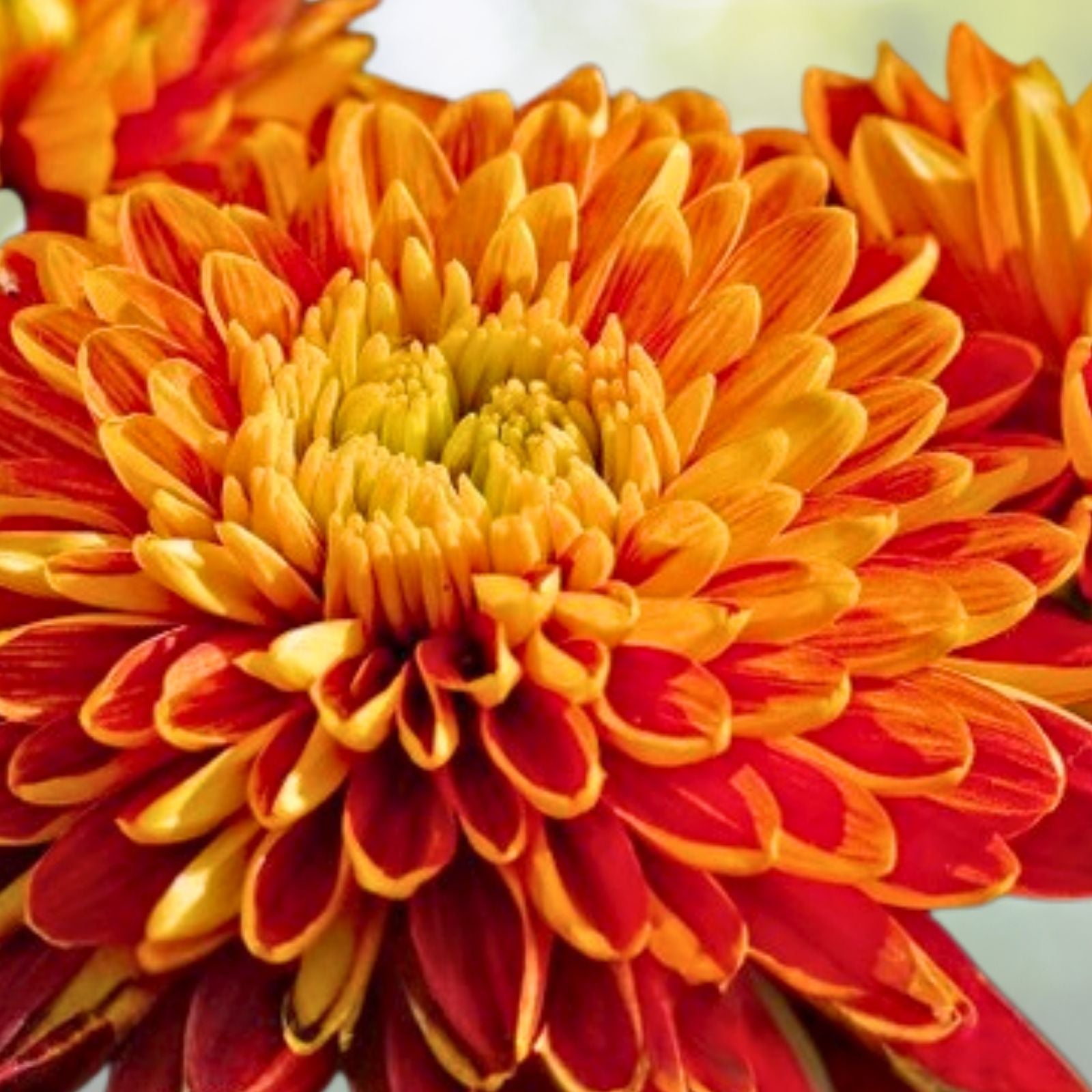 Mango Dream Mum Seeds 200+ Bright Orange Chrysanthemum Flower Seeds Annual Chrysanthemum morifolium