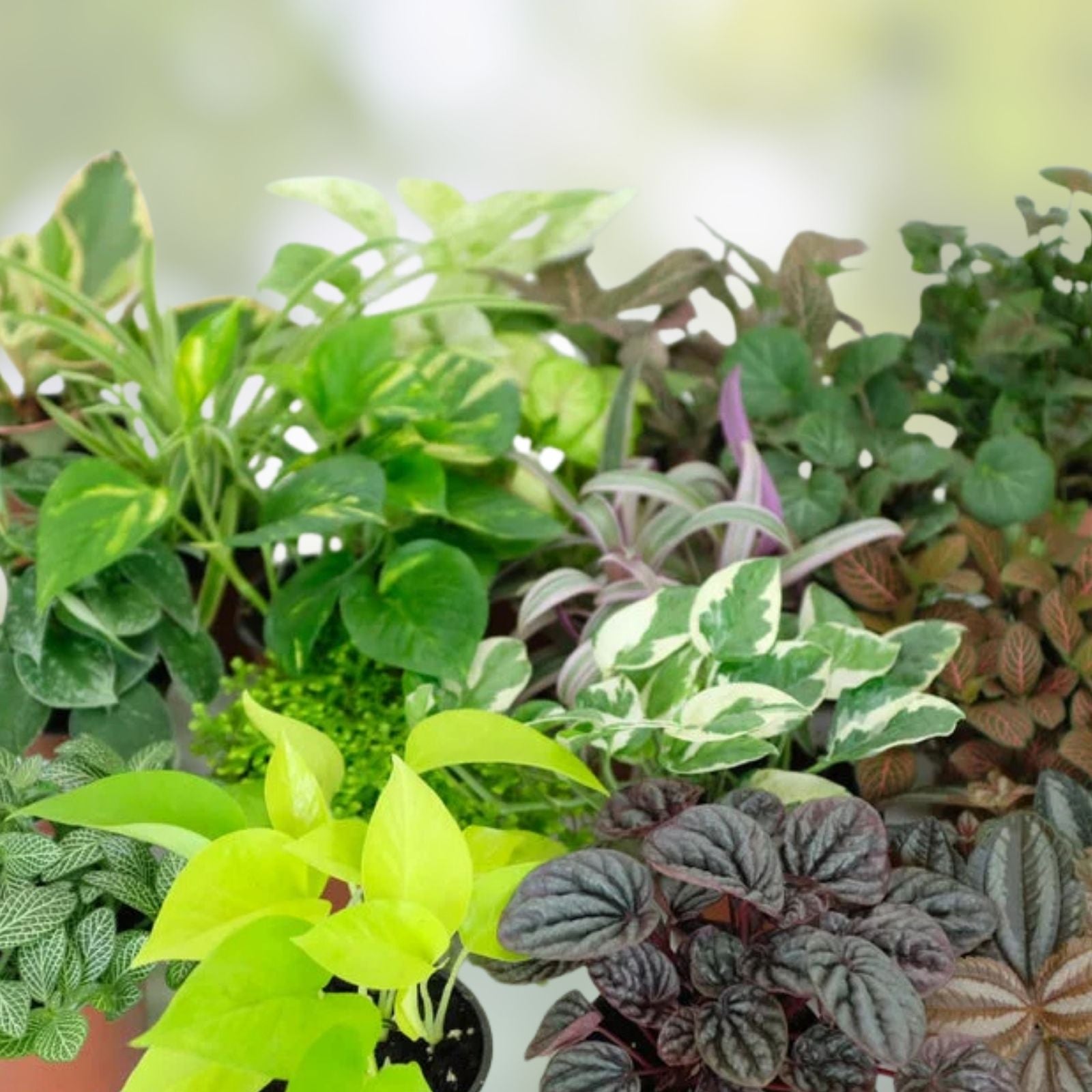 Assorted Indoor Houseplants Variety Pack – Mix of Greenery for Home Decor – No Pots Included