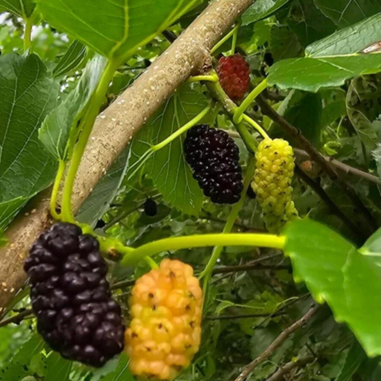 Mulberry Cuttings 15-Pack Unrooted Organic Wholesale Morus alba 8 Inches Fruit Tree Propagation