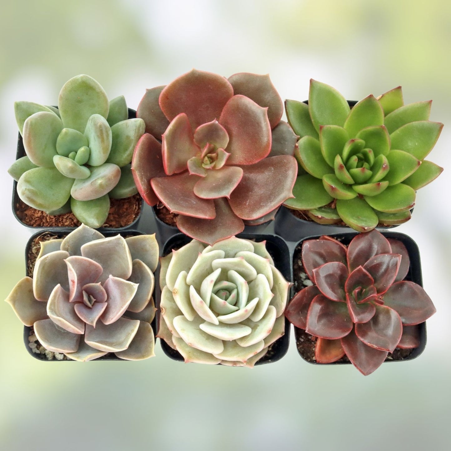 Assorted Succulent Plant Cuttings Six Variety Pack - Echeveria, Sedum, and More for DIY Arrangements