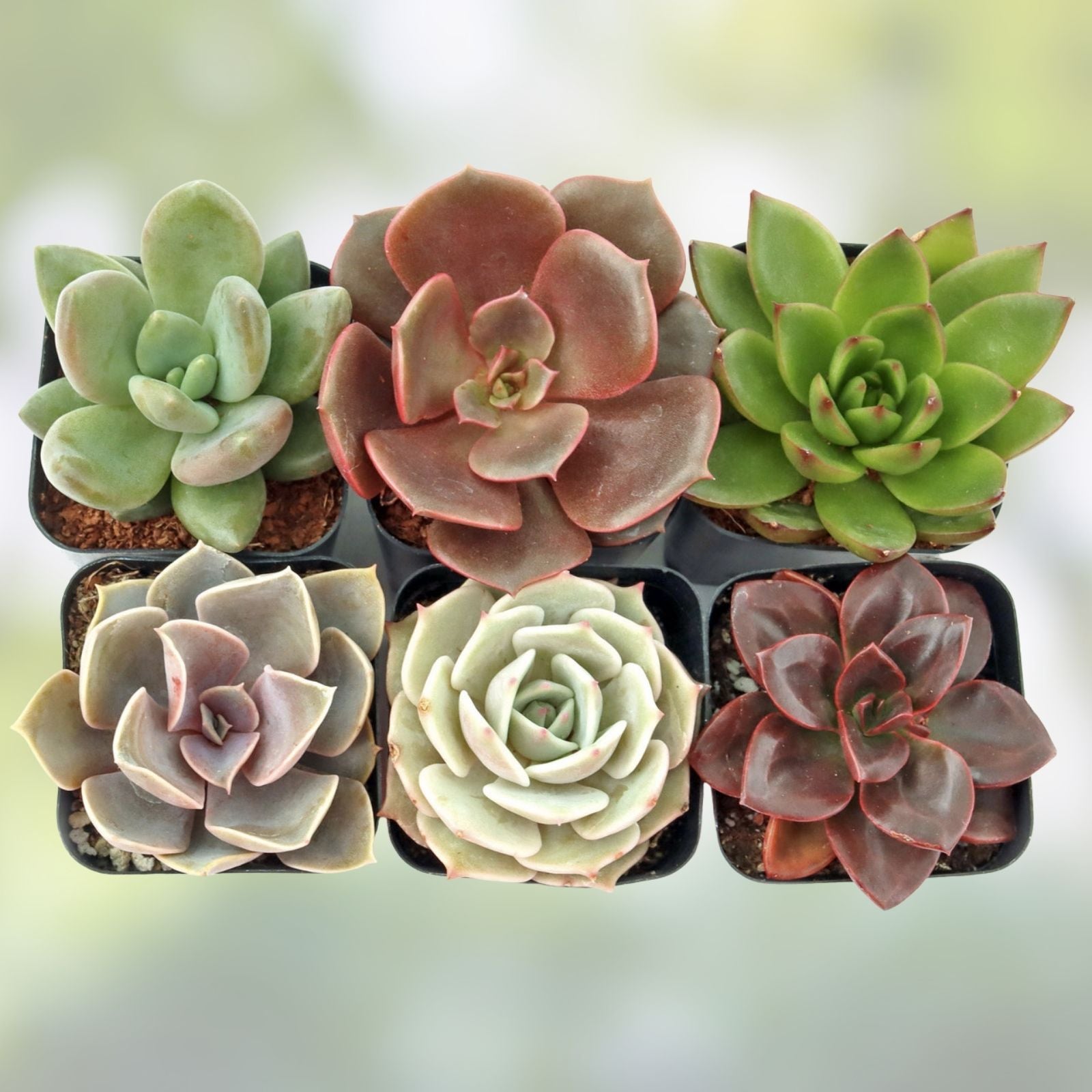 Assorted Succulent Plant Cuttings Six Variety Pack - Echeveria, Sedum, and More for DIY Arrangements