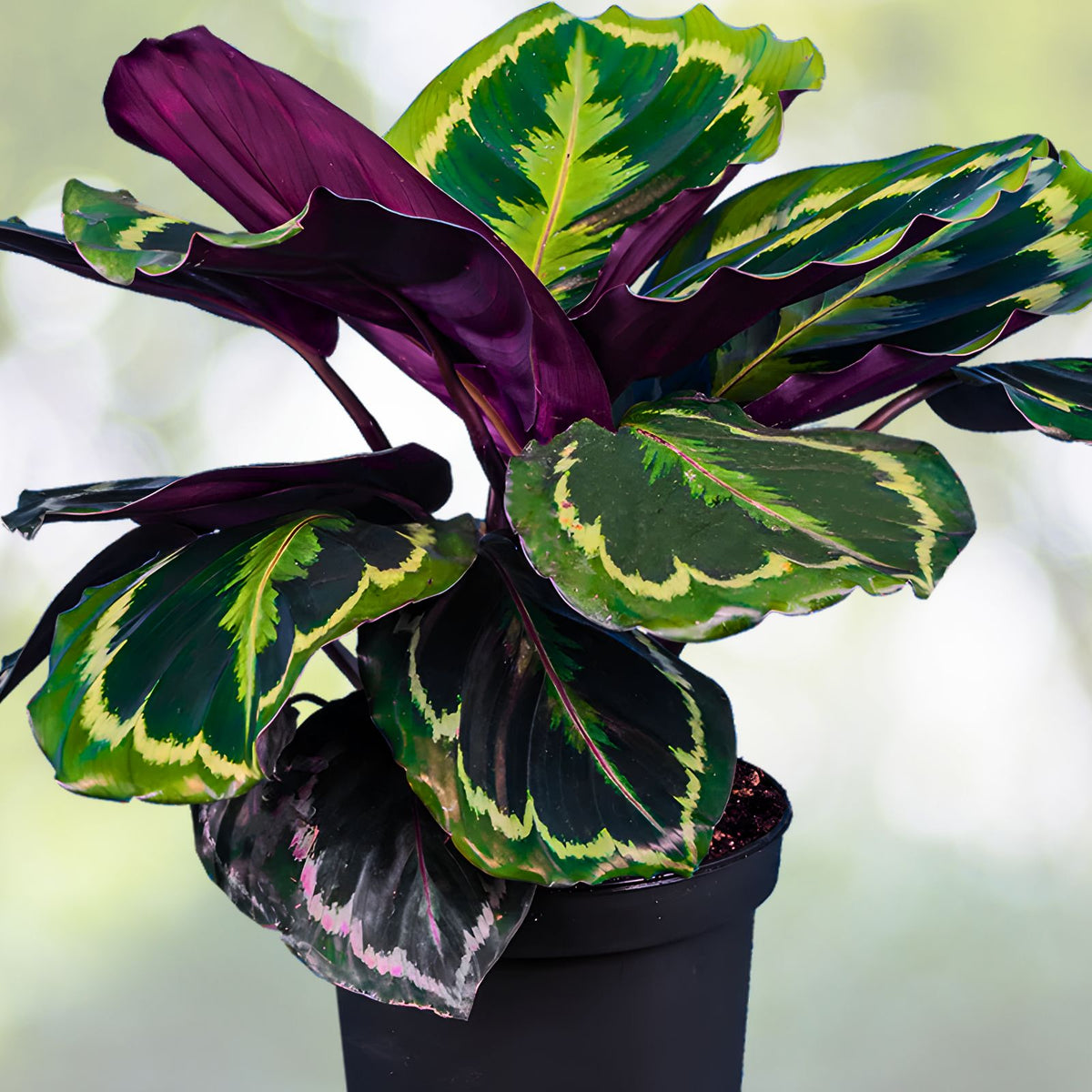 Calathea x 'Medallion' 6" Pot - Decorative Easy Care Houseplant - Indoor Foliage Plant - Calathea Medallion