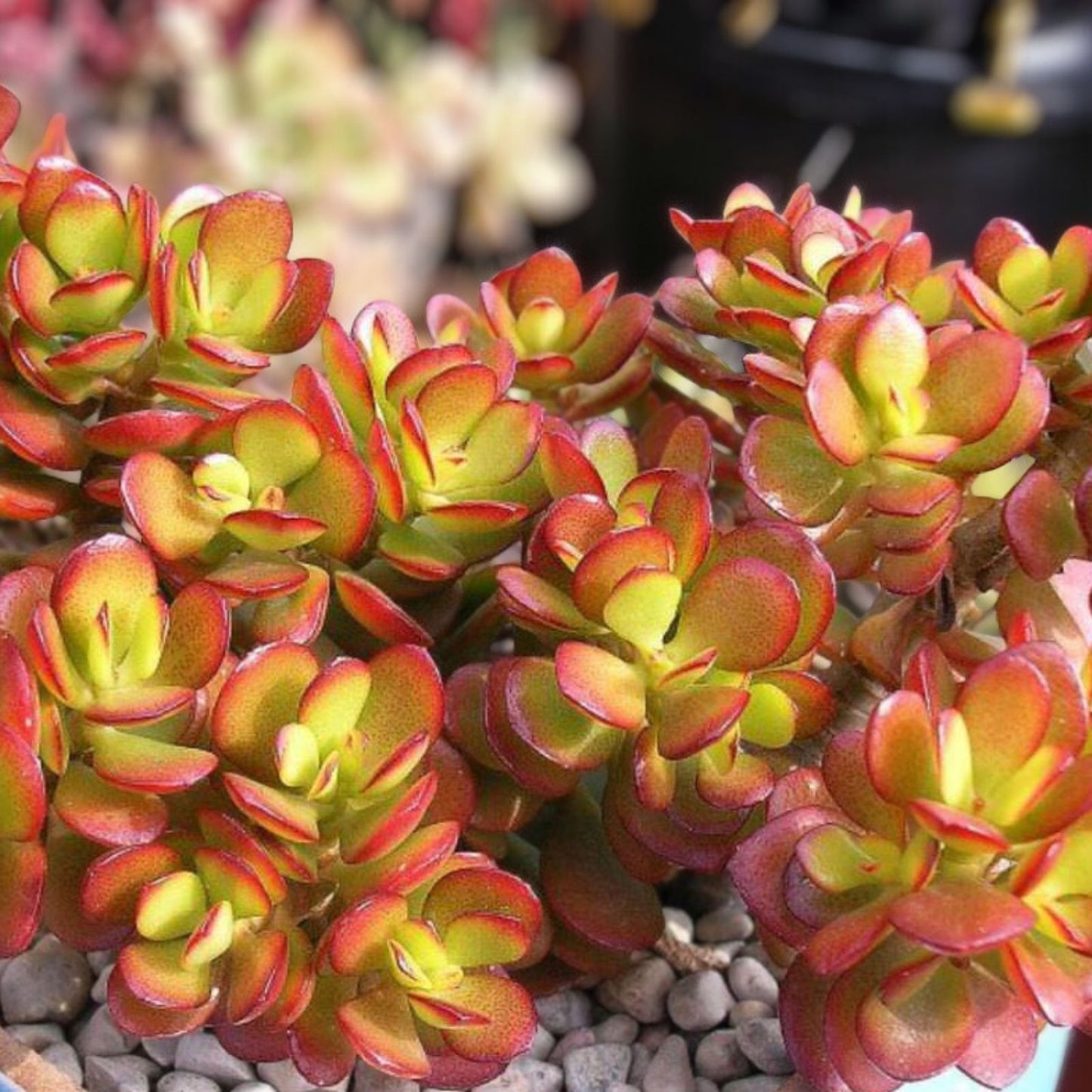 Live Succulent Plant - Crassula Ovata Croby’s Compact Jade - 1 Bonus Plant Included - Easy Care Indoor Plant