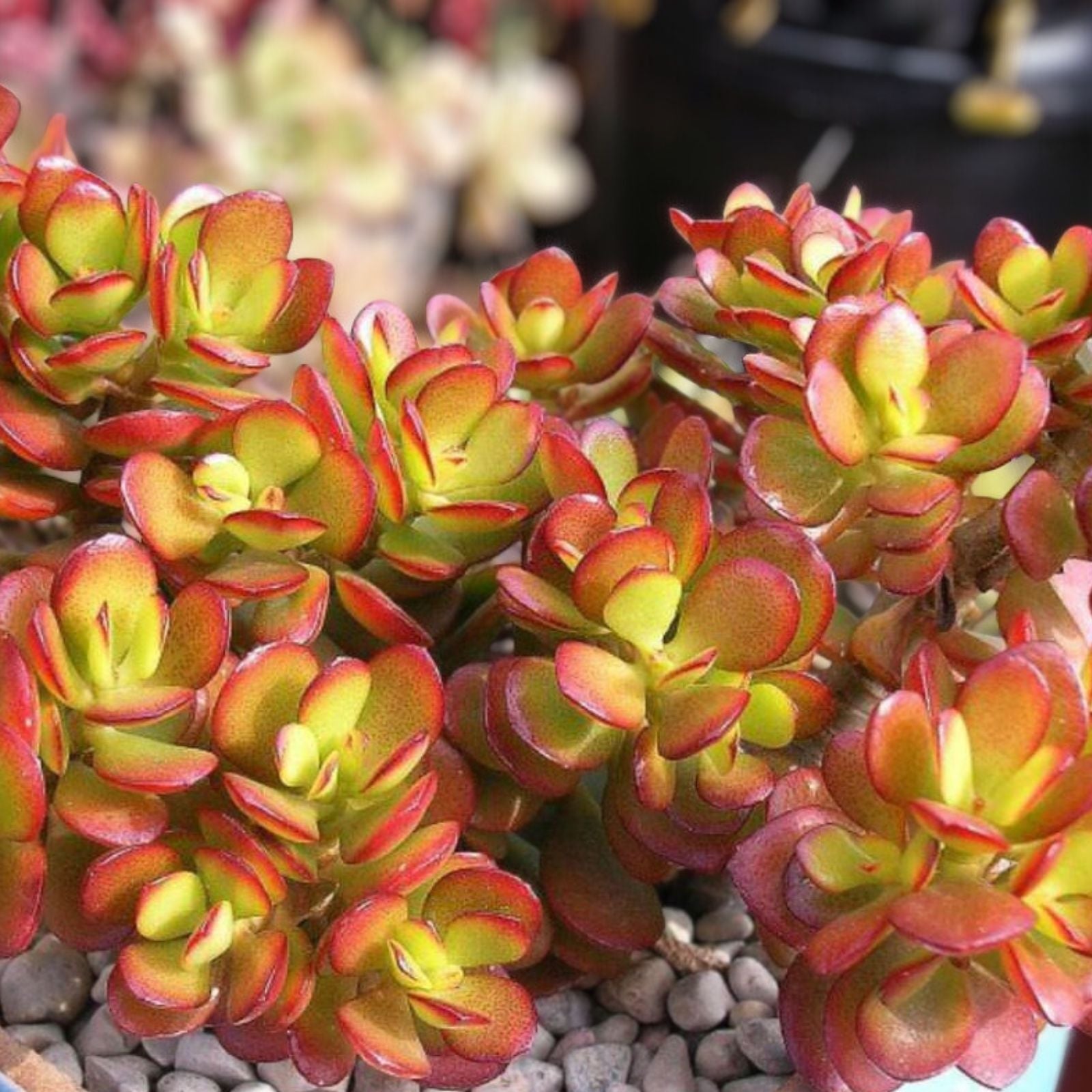 Live Succulent Plant - Crassula Ovata Croby’s Compact Jade - 1 Bonus Plant Included - Easy Care Indoor Plant