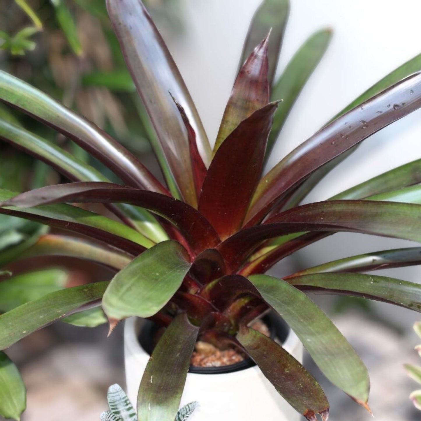 Bromeliad Plant 9" Pot Green & Burgundy Foliage Wehauhia sanguinolenta Shade Partial Light Plant