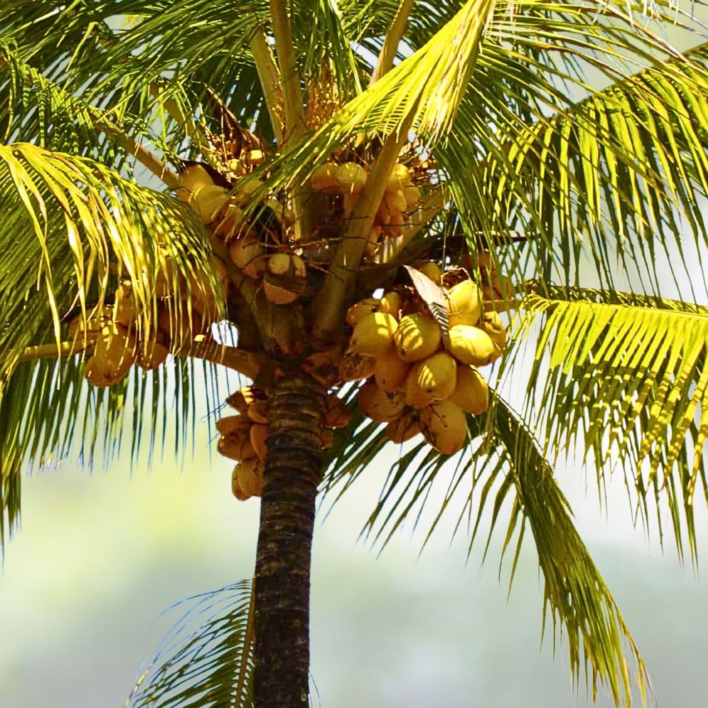 Fresh Sprouted Coconut Fruit - Organic Costa Rican Coconuts, Certified, Tropical Flavor, Cocos nucifera