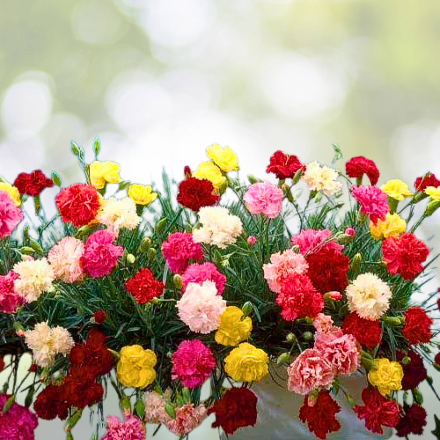 Carnation Seeds 200 Count CHABAUD Mix Pollinators Fragrant Cut Flowers Non-GMO Dianthus caryophyllus