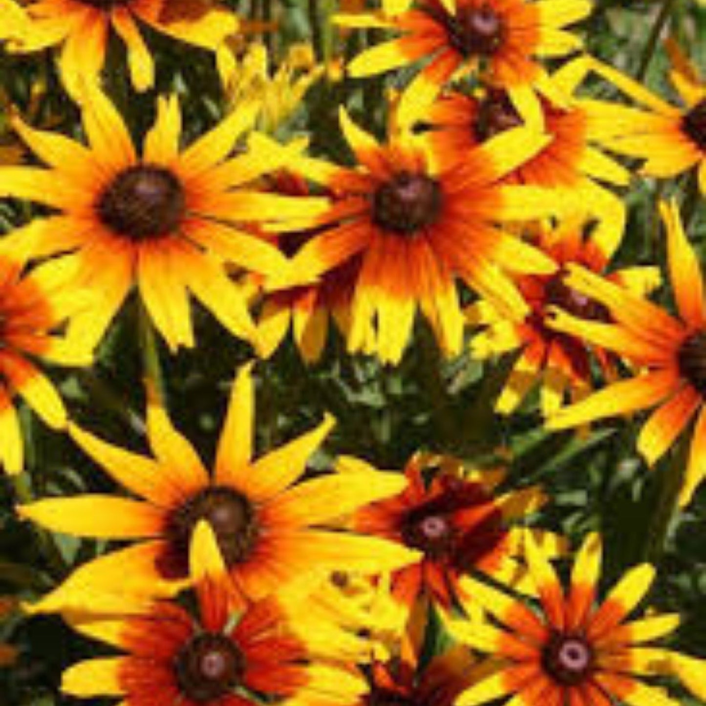 Gloriosa Daisy Seeds 1000 Pack - Rudbeckia Hirta Organic USA Grown Wildflower Seeds Free Shipping