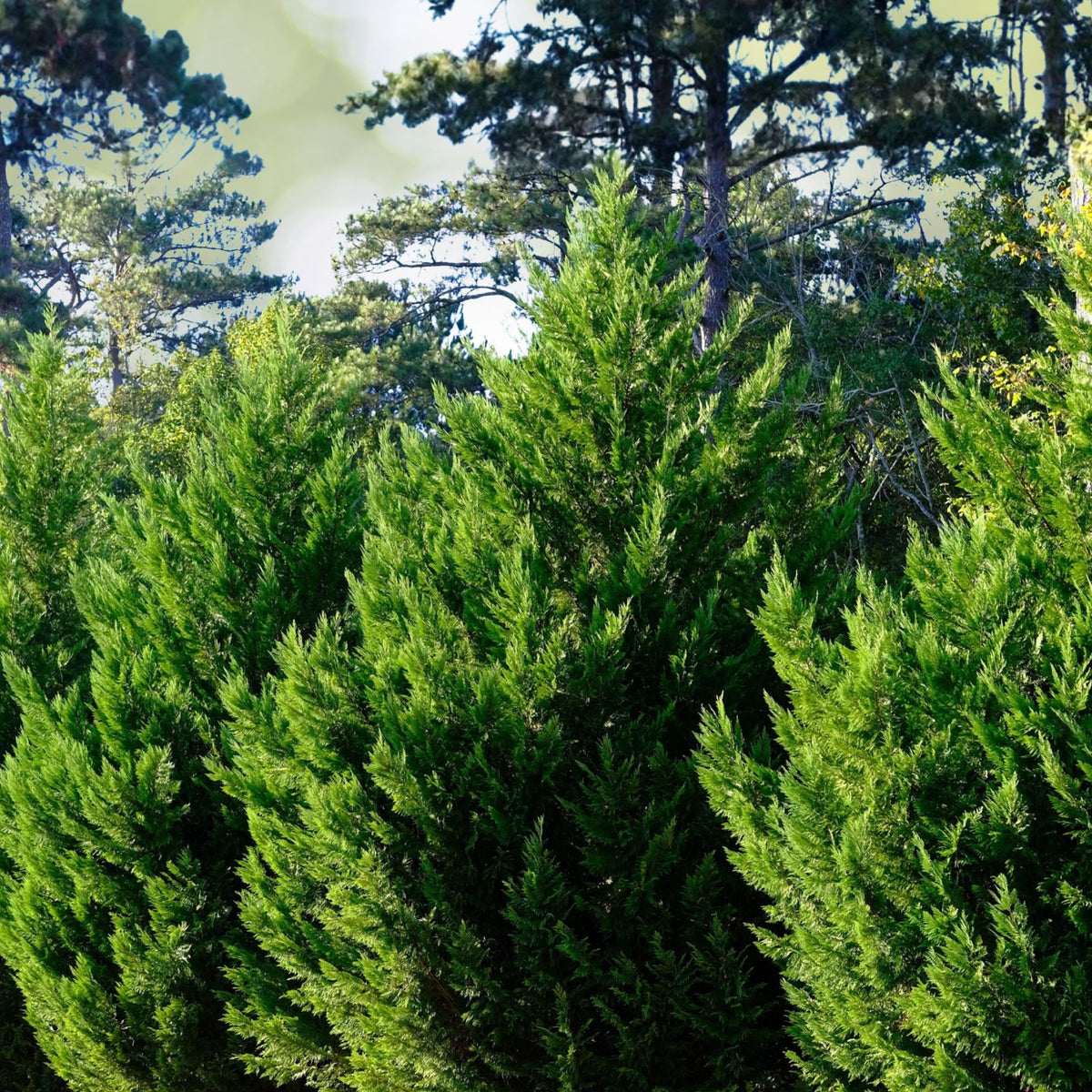 Live Murray Cypress Trees - Upright Evergreen Privacy Screen - Cupressus sempervirens - Hardy Fast-Growing Perennial