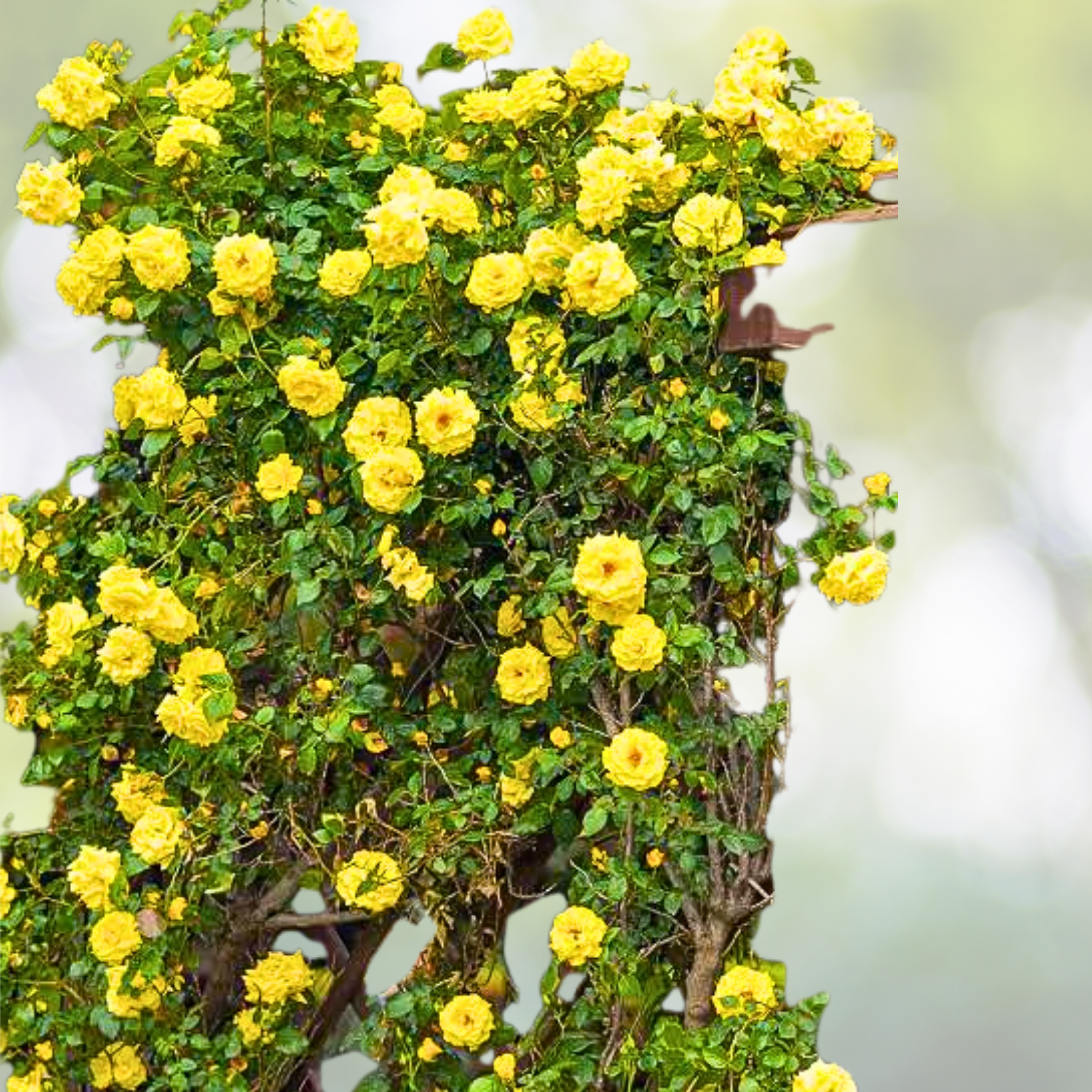 20pcs Yellow Climbing Rose Seeds - Rare Non-GMO Heirloom Rosa spp. - Perfect for Garden Planting