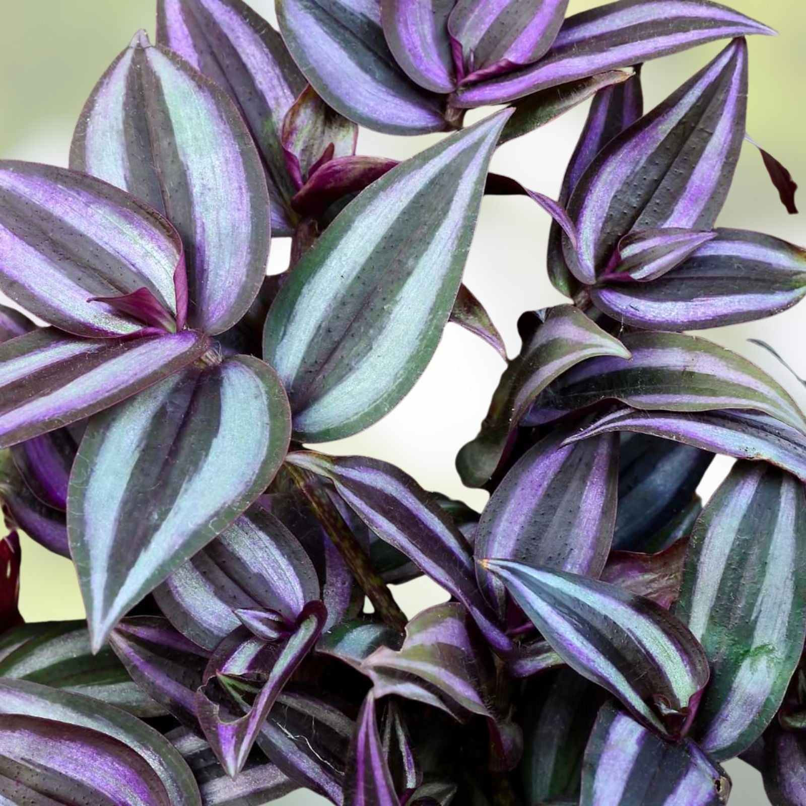 Wandering Jew Plant Cuttings Bundle of 5 - Tradescantia Zebrina - Purple and Green Variegated Houseplant Propagation
