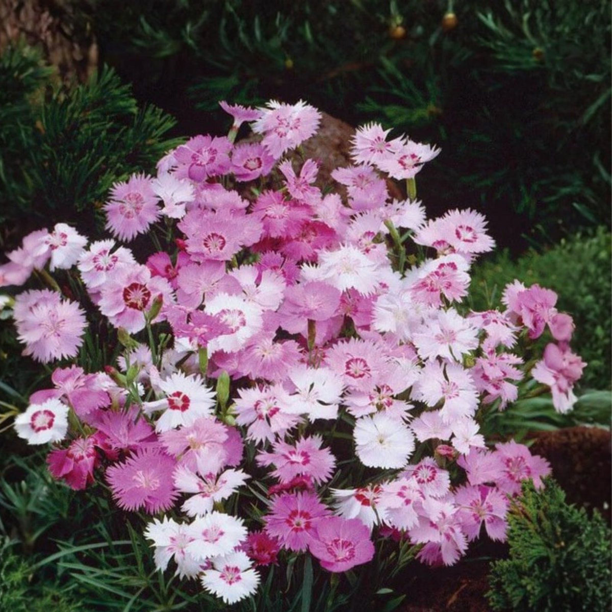 Dianthus Lilac Frost Seeds Bulk 500+ Carnation Flower Seeds Annual Garden US Seller